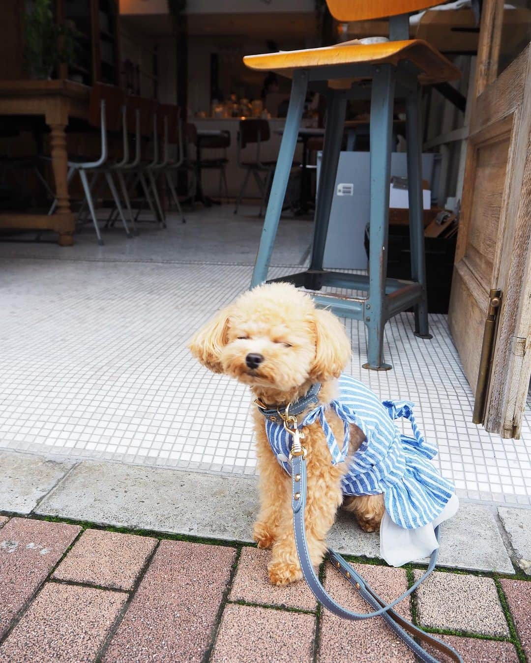 くるみたんさんのインスタグラム写真 - (くるみたんInstagram)「* 世田谷区に住んでますが 恵比寿広尾に遊びにきがち🥗 てゆうか @happy_hour2020 が好きっていうのはある * #おのぼりさん #ホントは住みたい #おしゃれサラダ #またその顔する * * @anko0829_pug とデート❤️ * * * #プードル #トイプードル #ティーカッププードル #犬 #ふわもこ部  #犬バカ部 #アプリコット #パピー #ペット #poodle #toypoodle #pecoいぬ部 #teacuppoodle #dog #dogstagram #instadog #puppy #tokyo #olympuspen #くるみたん」7月27日 8時53分 - kurumitaan