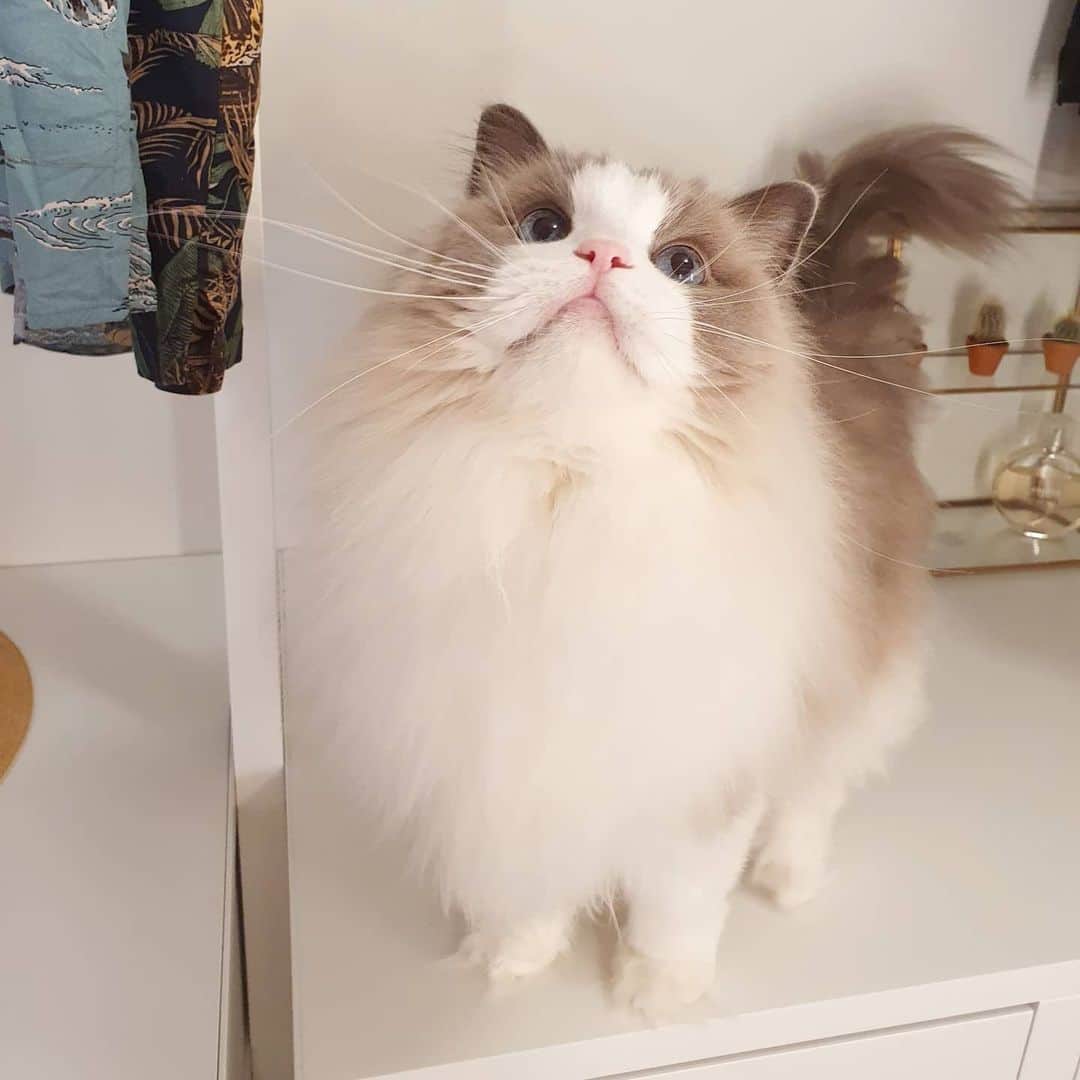 Princess Auroraさんのインスタグラム写真 - (Princess AuroraInstagram)「One of Aurora's favourite nesting spots is inside our closet, preferably on top of some black clothes 😽😹」7月26日 23時54分 - aurorapurr