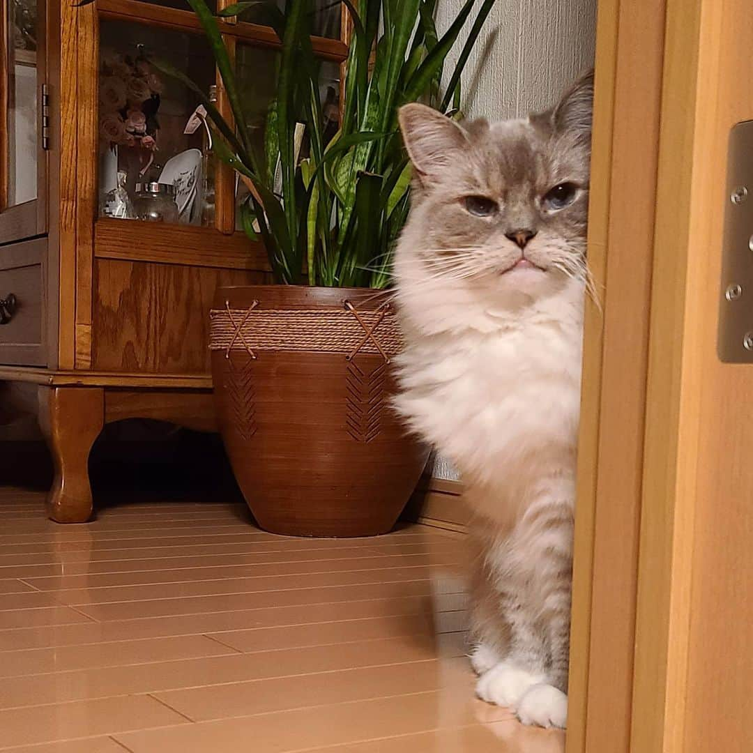 しるこさんのインスタグラム写真 - (しるこInstagram)「2020.7.26 夜中の時間だけのびのび過ごしてる子🐱 もう寝ちゃうよ…ごめんよ  しるこのご飯をういろうが食べちゃうから日中は一切ご飯を出してないので、寝静まった夜中にまとめ食いしてるんです。  ちょっとずつしか食べない子とムシャムシャあっという間に食べる子がいる場合どうしたらいいんでしょうね😂  しるこは食べる場所が違ったりするだけで全然食べてくれません。 もちろん隣でういろうが食べてる所でなんて絶対食べません😂 先住猫から先にご飯あげてって言われたけど、まず一緒には食べないから…  ひとりになった夜中に結構食べてくれてるので大丈夫なのかな… 胃の中空っぽで水しか吐くのなかったりするの見ると可哀想なんだけどな…  ういろうは夜はケージに入って寝てもらってます😼 こっちは朝までグッスリなのでなんの心配もないのだけど😂  以上、しるこ母の深夜の独り言でした…  #0726ちるちる」7月26日 23時56分 - shirukotan