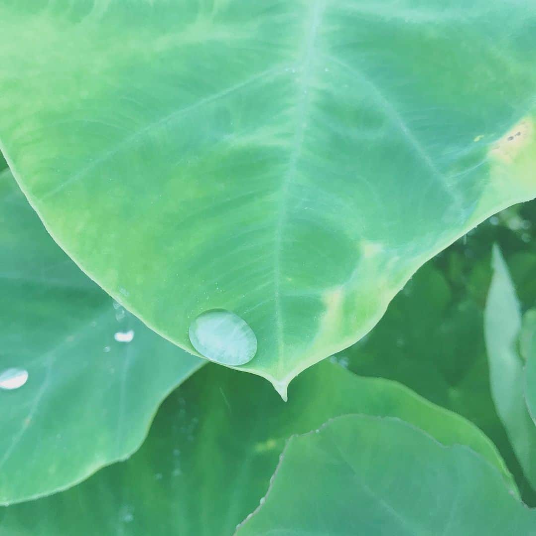 佐藤康恵さんのインスタグラム写真 - (佐藤康恵Instagram)「まるで空のよう。 水の惑星🌎。 この世は、 世界は、 果てしなく広くて、 ちっぽけで、 美しい。 この瞬間を生きてみよう。 誰のためでもなく、 愛する自分のために。  #lifeisbeautiful #美しい #瞬間 #amoment #佐藤康恵 #yasuesato #ysjewel #japaneseactress #japanesemodel #singer」7月27日 0時00分 - yasuesato.official