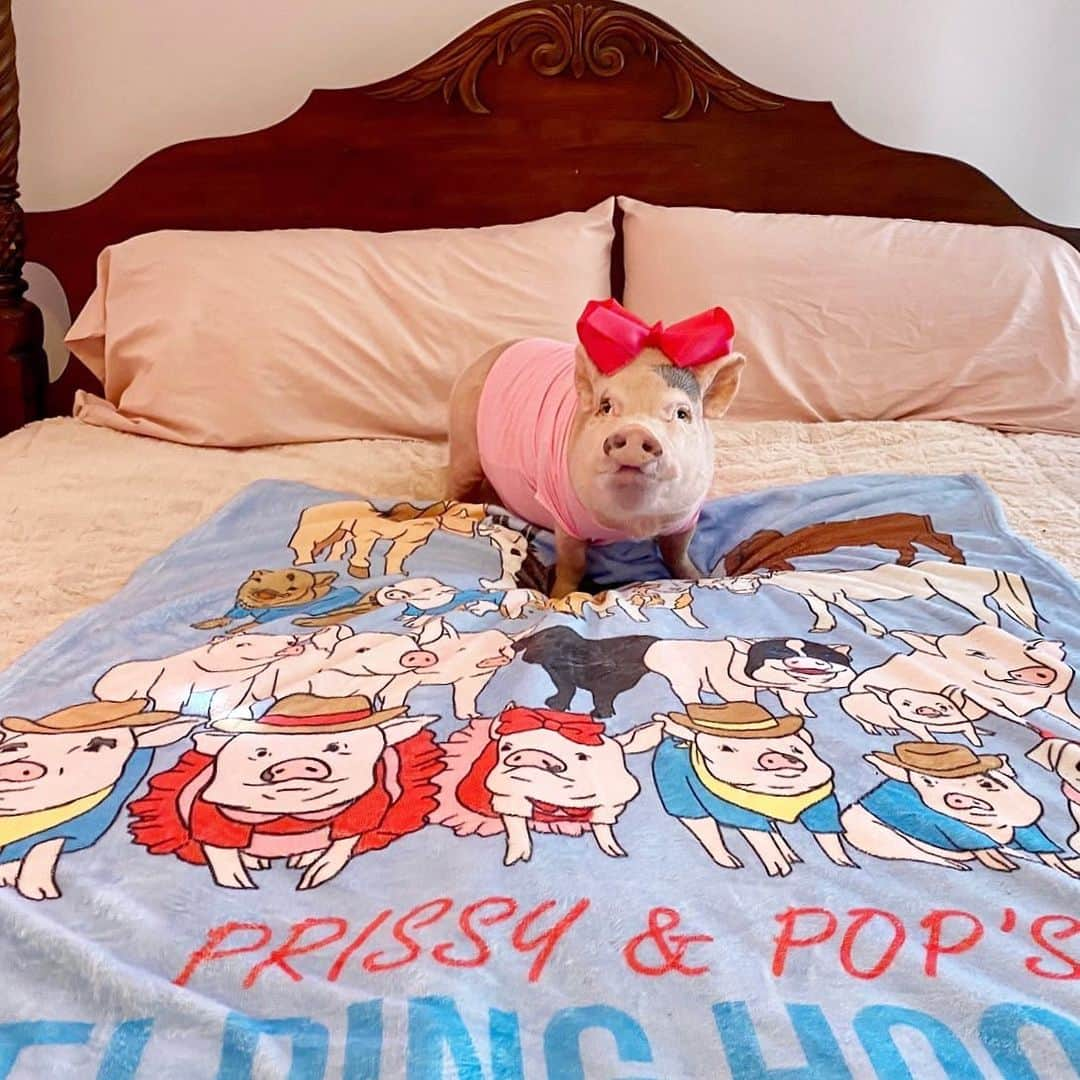 Priscilla and Poppletonさんのインスタグラム写真 - (Priscilla and PoppletonInstagram)「SQUEAL!!! I’m on a blanket with Silly Pop and the gang and a ton of our farm friends (swipe for a close up). This new design is now available in our shop on t-shirts, mugs, face masks, umbrellas, phone cases and more. And, Silly Pop got them to give you guys 15% OFF TODAY AND TOMORROW ONLY on EVERYTHING in our shop with Code: POP15. That includes our older designs with Pop in his Calvin Swines, the Happy Camper design and more. We have added a lot of cool face masks available in lots of colors (swipe to see some) and sticker packs too, so go check it all out! Shop at https://vardise.com/collections/prissy-pig (merchandise link in bio), but you need to hurry. Sale ends Monday night at midnight EST. And as always, all proceeds go to our farm friends @prissyandpops_helpinghooves , a 501c3 non-profit animal rescue. ThOINKs for your support!🐷💗#twodaysale #15percentoff #prissyandpopshelpinghooves #PrissyandPop」7月27日 0時13分 - prissy_pig