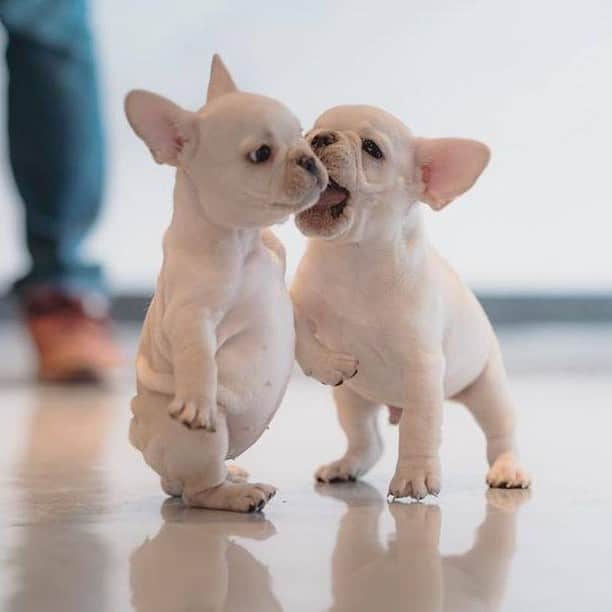 8crapさんのインスタグラム写真 - (8crapInstagram)「Don’t move! Lemme gib you a kiss! - 📷 @love_smile_dog - #barked #dog #doggo #puppy #pupper #FrenchBulldog #Frenchie #FrenchiePuppy」7月27日 1時00分 - barked