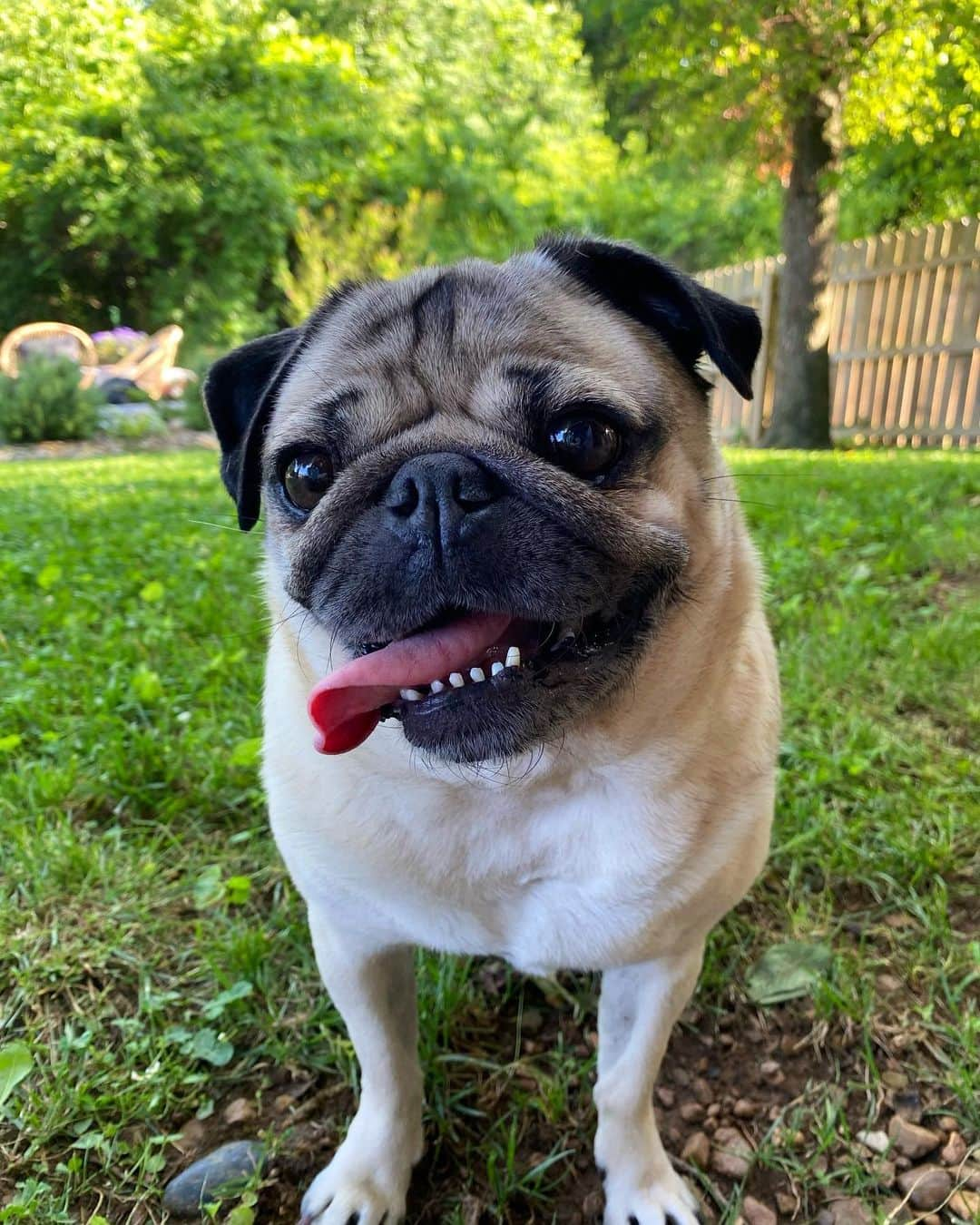 itsdougthepugさんのインスタグラム写真 - (itsdougthepugInstagram)「“‪A pug’s smile can brighten any day” -Doug」7月27日 1時12分 - itsdougthepug