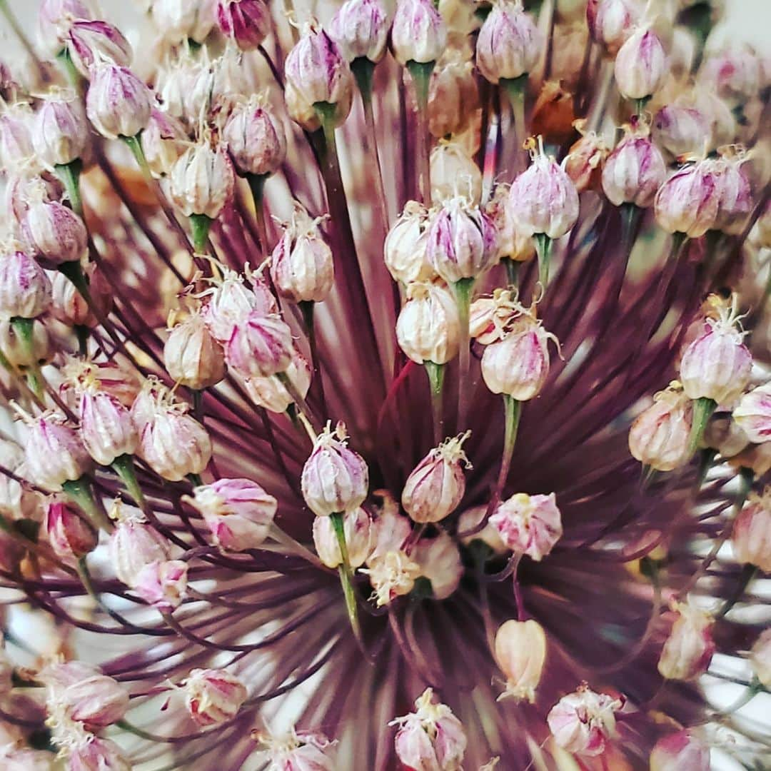 ガソリングラマーさんのインスタグラム写真 - (ガソリングラマーInstagram)「DRIED THE ALLIUM TO SAVE FOREVER  #GASOLINEGARDEN #ILOVEGARDENS #GARDENSRULE #GARDENCHURCH #GARDENPARTY #GARDENMAGIC #AVANTGARDEN #GARDENS #GARDENGANGSTER #GARDEN #GRADENLIFE #GARDENER #GARDENTIME  #GARDENING #VEGETABLEGARDEN #FLOWERS #SUCCULENTS  #PLANTS  #CACTUS #ALLIUM  #AYEARINFLOWERS  #shadowhills  #THANKYOU @gasolineglamour  #GASOLINEGLAMOUR」7月27日 1時15分 - gasolineglamour