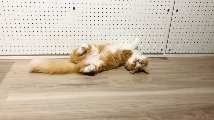 のインスタグラム：「😪😪😪  #おやすみ #うちの虎太郎くん 🐈 #虎太郎 #こたろう #ねこ #4歳 #ミックス猫 #雑種猫　 #スコティッシュミックス  #スコティッシュ #茶白猫 #ねこ部 #ねこすたぐらむ  #猫#猫好き #catstagram #cat #catlover#고양이 #instacat #猫との暮らし  #ねこ動画 #まりなる #津田麻莉奈」