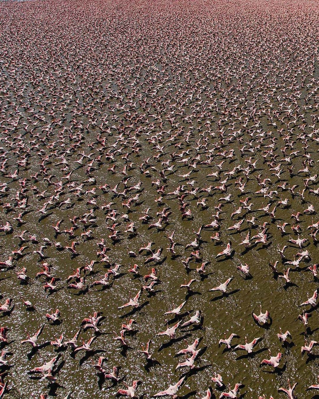 Instagramさんのインスタグラム写真 - (InstagramInstagram)「#HelloFrom Lake Logipi in northern Kenya. 💓⁣⁣ ⁣⁣ We’re dreaming of this remote corner of the Great Rift Valley in East Africa, home to one million migratory flamingos that enjoy the algae that blooms in this alkaline “soda lake.”⁣⁣ ⁣⁣ Photo by @bobbyneptune」7月27日 1時48分 - instagram