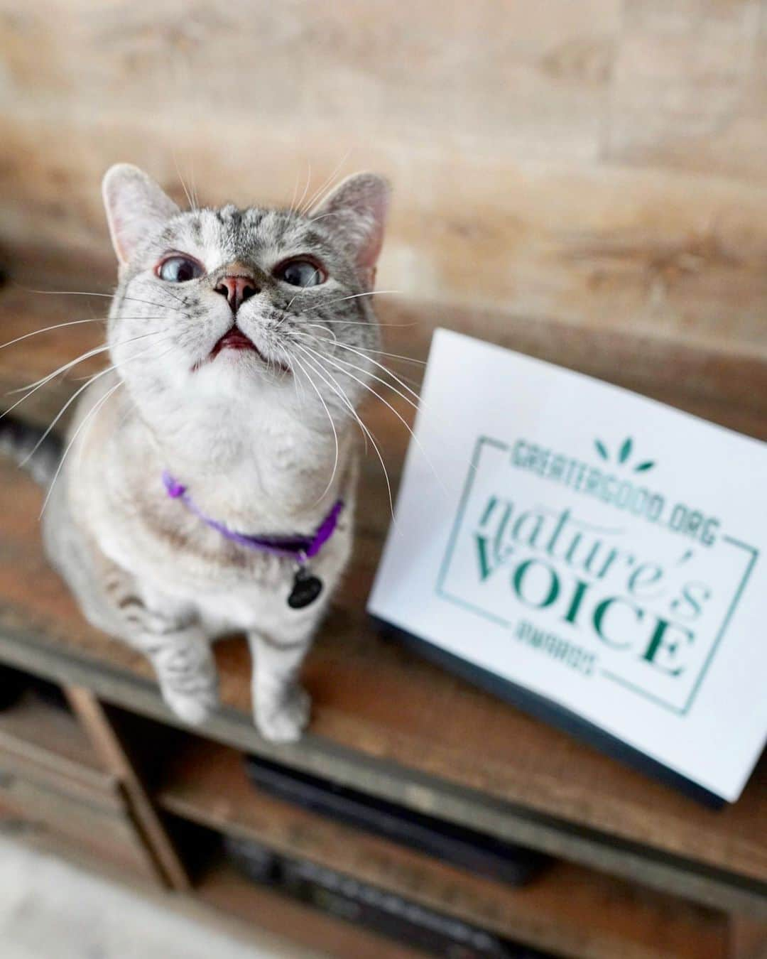 nala_catさんのインスタグラム写真 - (nala_catInstagram)「Help Me help the environment! Now more than ever, nature needs our help. Our friends at @GreaterGoodorg are launching the Nature's Voice Awards — to recognize environmental advocates and groups that are exemplary voices for nature in their communities. We are honored to serve as Global Nominating Chairs to find Nature’s Voices!   Will you help us nominate voices that are making a difference for our planet? To learn more about the first round of winners and their outstanding voices for nature, or to nominate someone you think should get the next award, visit http://naturesvoiceawards.org/   Winners that are qualifying nonprofits will receive a $1,000 grant to support their environmental protection work, and all winners will be recognized at http://naturesvoiceawards.org」7月27日 1時52分 - nala_cat