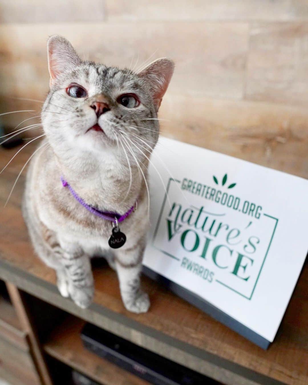 nala_catさんのインスタグラム写真 - (nala_catInstagram)「Help Me help the environment! Now more than ever, nature needs our help. Our friends at @GreaterGoodorg are launching the Nature's Voice Awards — to recognize environmental advocates and groups that are exemplary voices for nature in their communities. We are honored to serve as Global Nominating Chairs to find Nature’s Voices!   Will you help us nominate voices that are making a difference for our planet? To learn more about the first round of winners and their outstanding voices for nature, or to nominate someone you think should get the next award, visit http://naturesvoiceawards.org/   Winners that are qualifying nonprofits will receive a $1,000 grant to support their environmental protection work, and all winners will be recognized at http://naturesvoiceawards.org」7月27日 1時52分 - nala_cat