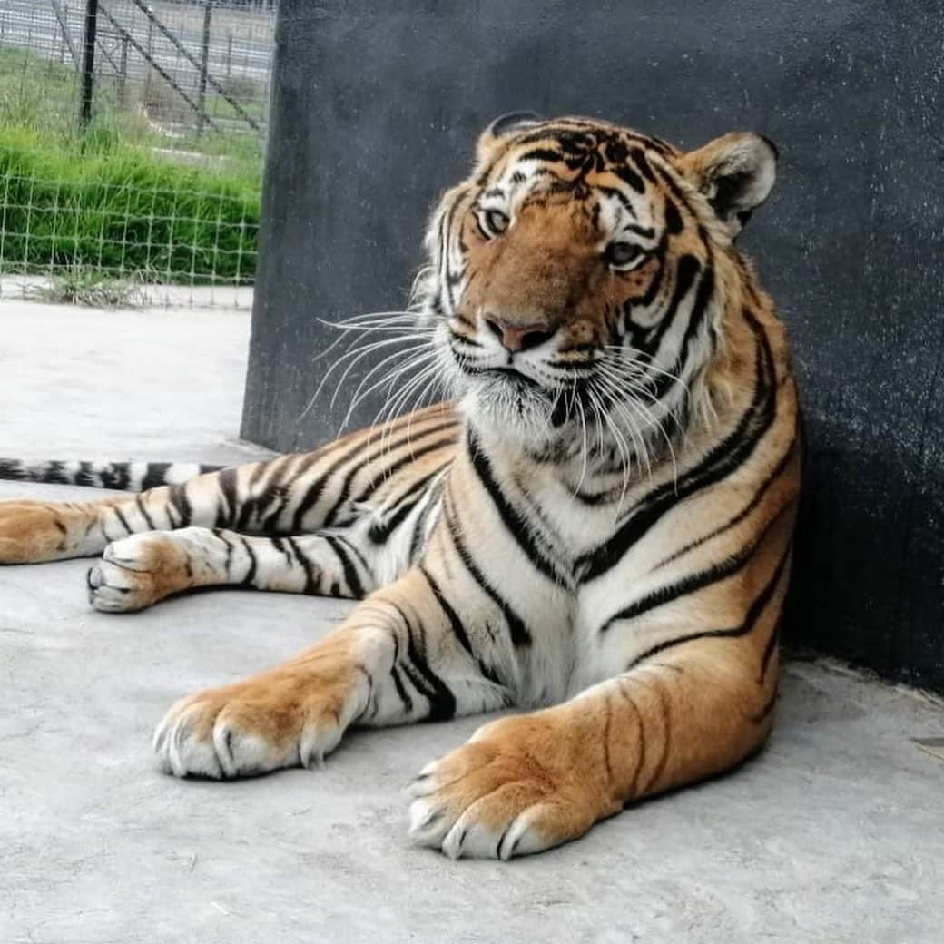 Black Jaguar-White Tiger さんのインスタグラム写真 - (Black Jaguar-White Tiger Instagram)「The Blue Warrior. Khloe. Gustavo & Nalanda. Gorakh. Santino.  #Yesterday #Stage2bBJWT」7月27日 2時15分 - blackjaguarwhitetiger
