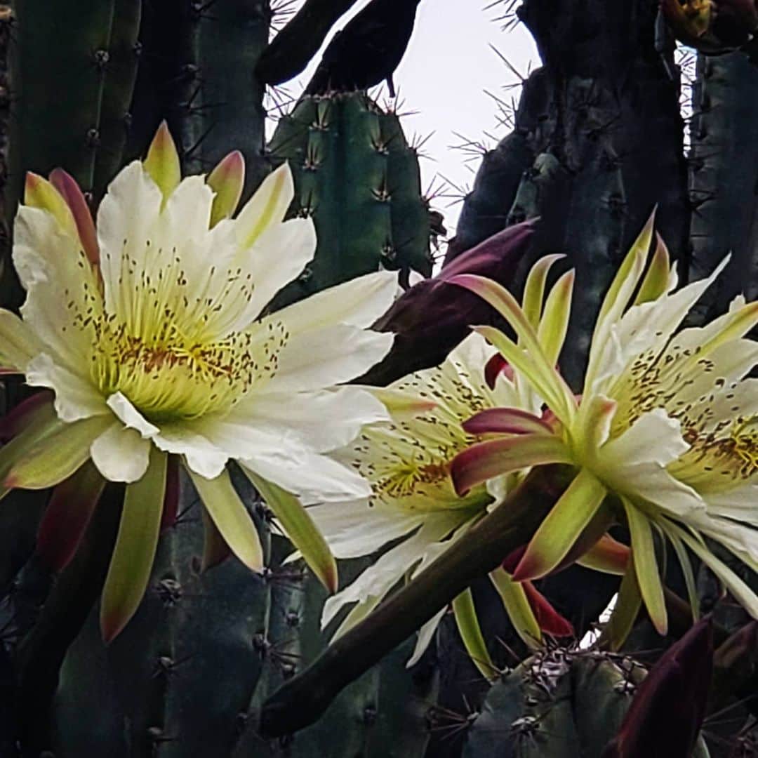 ガソリングラマーさんのインスタグラム写真 - (ガソリングラマーInstagram)「Love this thing makes me so happy Morning huge blooming cactus #shadowhills #cactus 🌵🌵🌵🌵🌸🌸🌸」7月27日 2時48分 - gasolineglamour