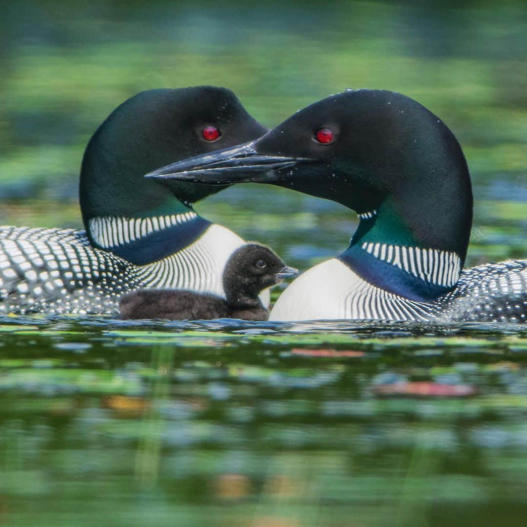 Tim Lamanさんのインスタグラム写真 - (Tim LamanInstagram)「Photo by @TimLaman.  I’ve spent much of the past week reviewing all the footage I shot in Maine for the Cornell Lab of Ornithology recently, and selecting still images.  Here is a shot of loon parents with their newly hatched chick on its very first swim.  Amazingly, loon chicks enter the water the day they hatch, and they never go back to land until they nest for themselves.  They are completely at home on the water from day 1!  In Maine, I worked with the Somes Meynell Wildlife Sanctuary.  Check them out on FB.  #CornellLabofOrnithology #Maine  #loons #shotonRED @reddigitalcinema」7月27日 2時49分 - timlaman