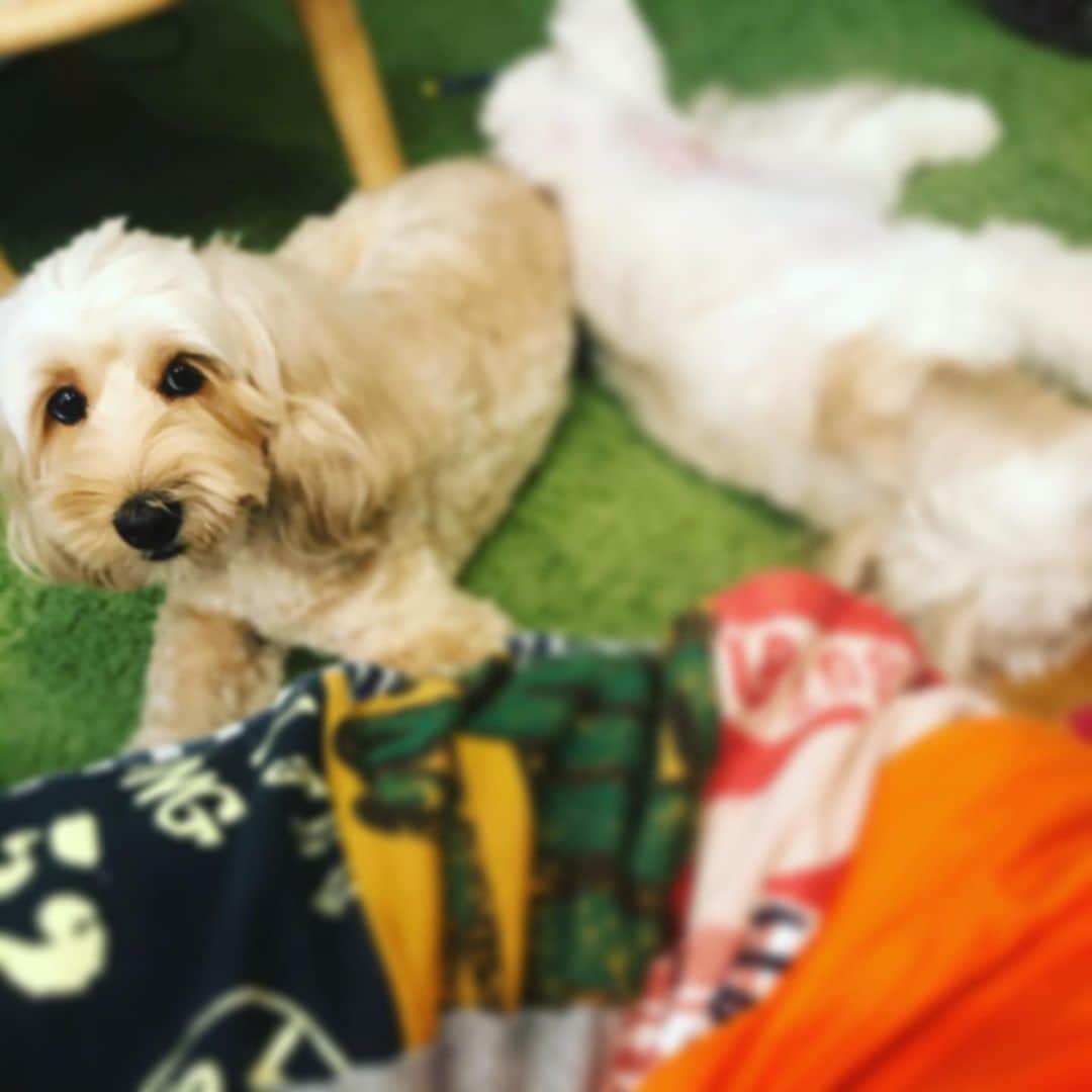 北山陽一のインスタグラム：「呼んだらちゃんとこっち見る #きたやまおかき #きたやまおもち ←ひらいてる」
