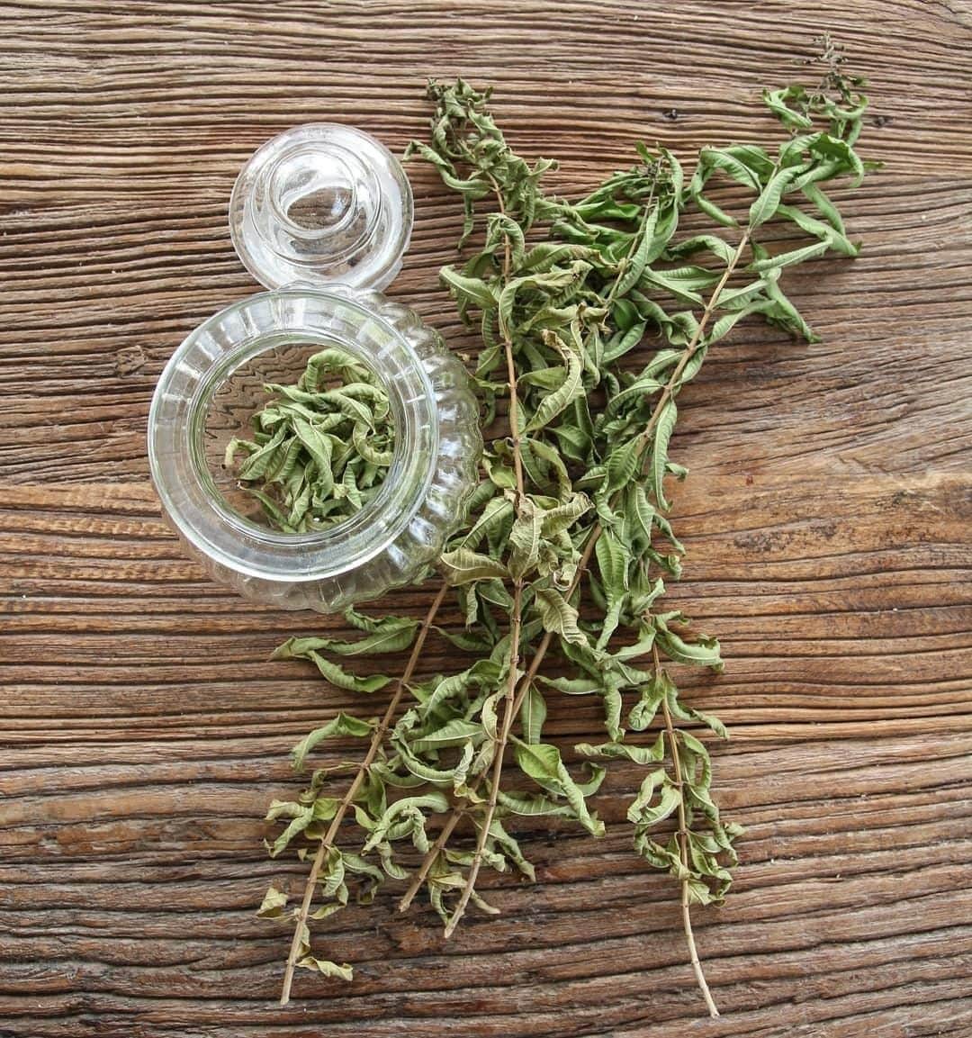 ロクシタンさんのインスタグラム写真 - (ロクシタンInstagram)「Do you grow your own herbs? 🌿 Verbena is a great herb to grow at home- not only does it smell delicious (especially in our Verbena products), but it can be eaten fresh or dried to make infusions! Tip: store the fresh or dried leaves in an empty #LOccitane product container for an eco-friendly option ⁣ #Regram 📸 @viezerodechet #Verbena #Herbs #Upcycling #ZeroWaste #EcoFriendly #Freshness #Nature #Provence #Rethink」7月27日 3時00分 - loccitane