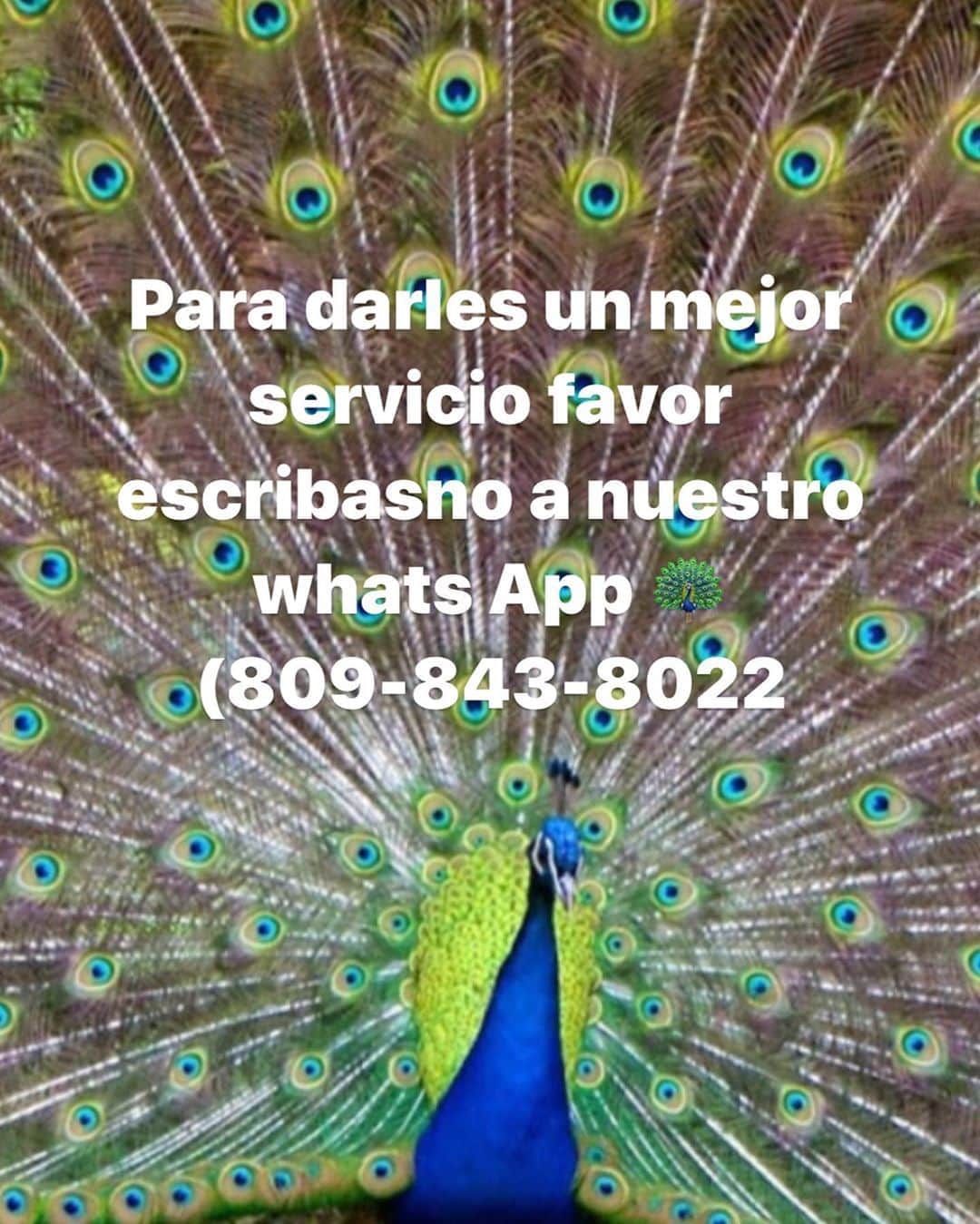 ジョーダン・ノルベルトのインスタグラム：「@haciendavistalinda 🦚🦚🦚🦚🦚🦚🦚🦚🦚🦚🦚🦚📞⏰☎️」