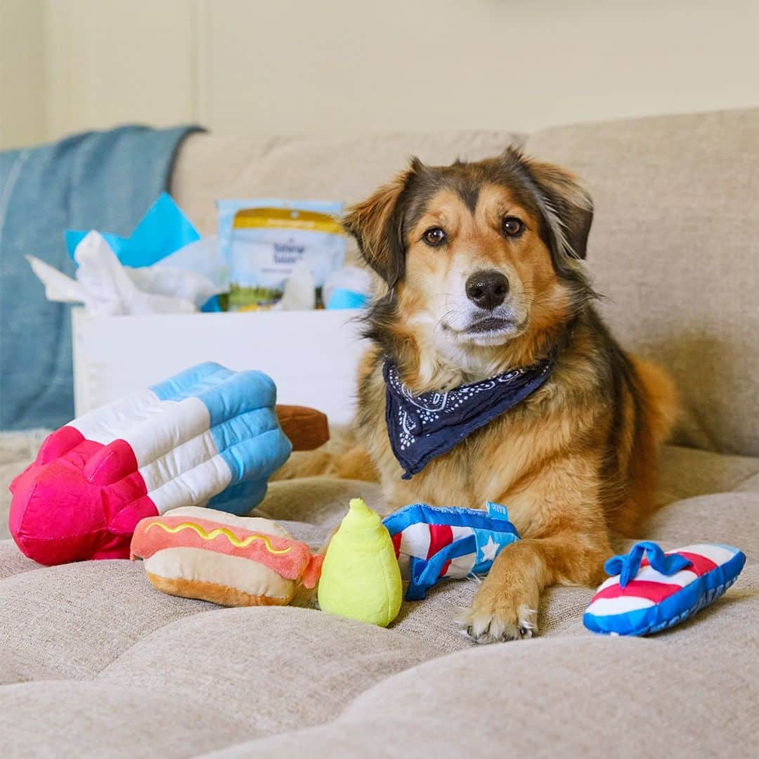 Wal-Mart Stores, Incのインスタグラム：「We’ve brought in an expert to help us unbox and review BarkBox’s new “Sun’s out, tongues out” collection. She just ignored us to play with the toys, so thinking that’s a good sign. 🐶」