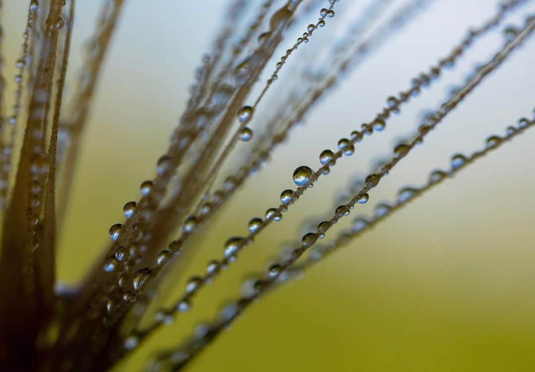 アンジー・ペインさんのインスタグラム写真 - (アンジー・ペインInstagram)「Home. Nothing compares. I needed this time out at my favorite spot more than I realized, and I enjoyed every second spent crawling around in the grass. • • • #macro #macrophotography」7月27日 4時30分 - angelajpayne