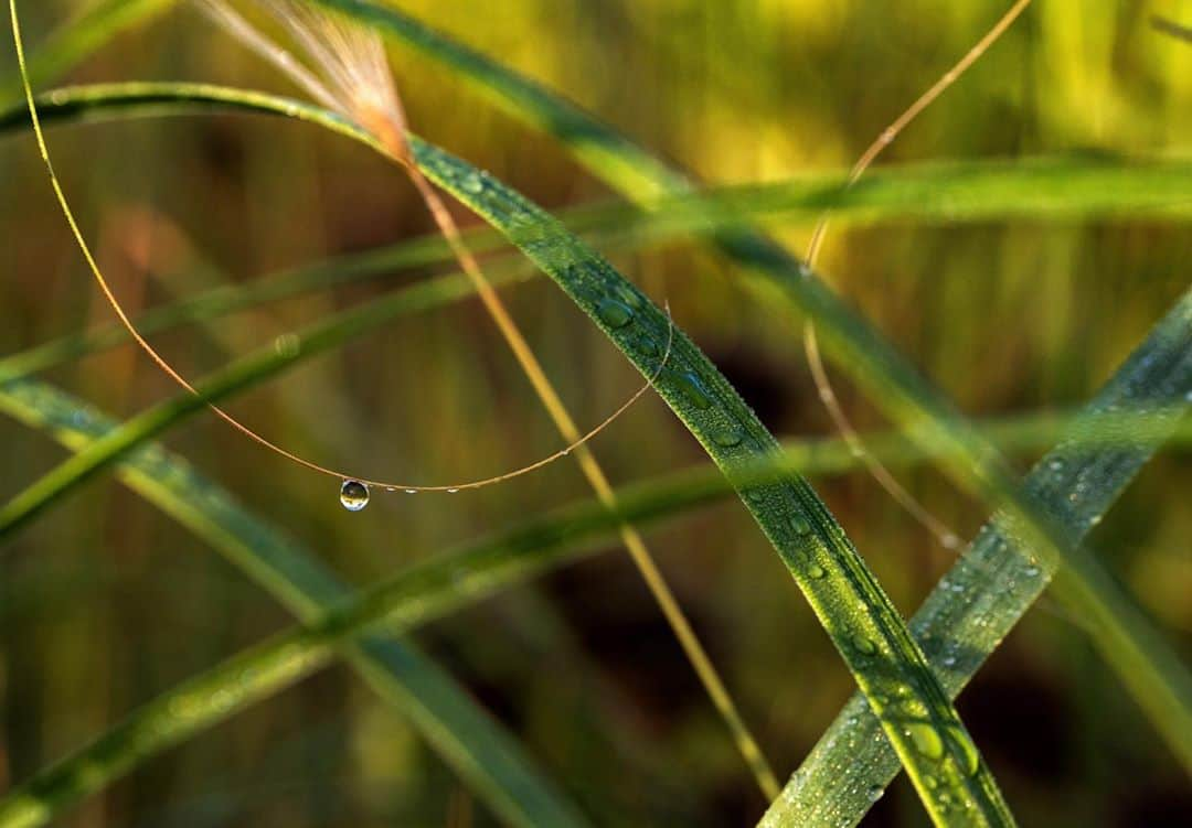 アンジー・ペインさんのインスタグラム写真 - (アンジー・ペインInstagram)「Home. Nothing compares. I needed this time out at my favorite spot more than I realized, and I enjoyed every second spent crawling around in the grass. • • • #macro #macrophotography」7月27日 4時30分 - angelajpayne