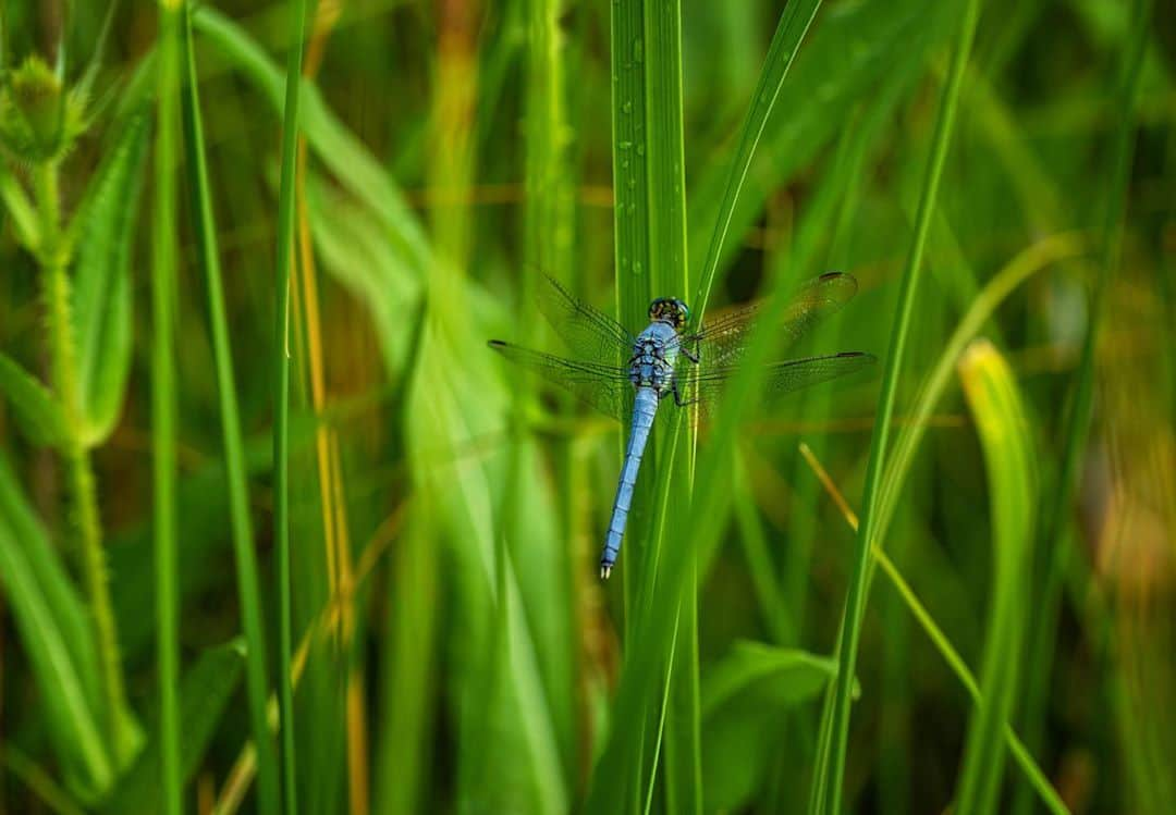 アンジー・ペインさんのインスタグラム写真 - (アンジー・ペインInstagram)「Home. Nothing compares. I needed this time out at my favorite spot more than I realized, and I enjoyed every second spent crawling around in the grass. • • • #macro #macrophotography」7月27日 4時30分 - angelajpayne