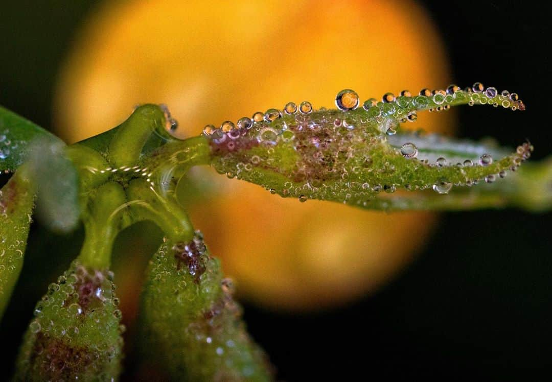 アンジー・ペインさんのインスタグラム写真 - (アンジー・ペインInstagram)「Home. Nothing compares. I needed this time out at my favorite spot more than I realized, and I enjoyed every second spent crawling around in the grass. • • • #macro #macrophotography」7月27日 4時30分 - angelajpayne