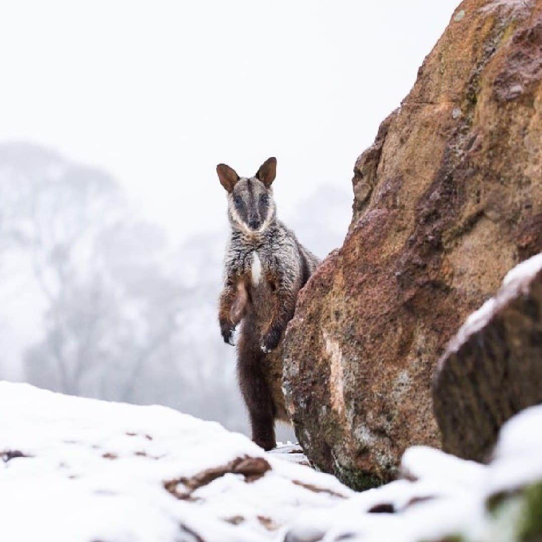 Australiaさんのインスタグラム写真 - (AustraliaInstagram)「Ready or not, here I come! Hide-and-seek looks a little bit different on the @barringtoncoast in #winter ❄️ 🦘This cheeky duo were up for some frosty fun to celebrate the first snowfall at @aussieark this year. Located high in the @visitnsw #BarringtonTops region, at about 1,350 metres above sea level, the #animals living at this wildlife sanctuary feel right at home in the cold weather, especially the #TassieDevils. We've got a feeling, however, that the #AussieArk keepers might need their winter woolies to enjoy the game as much as these two... 😉 #SeeAustralia #BarringtonCoast #BarringtonTops #LoveNSW」7月27日 5時02分 - australia