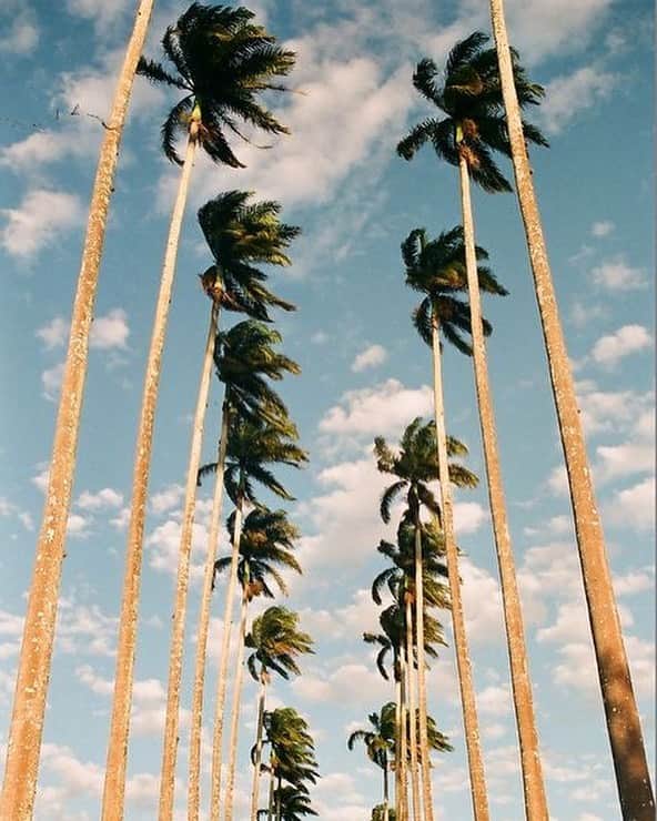 カレントエリオットのインスタグラム：「✌️❤️ & 🌴」