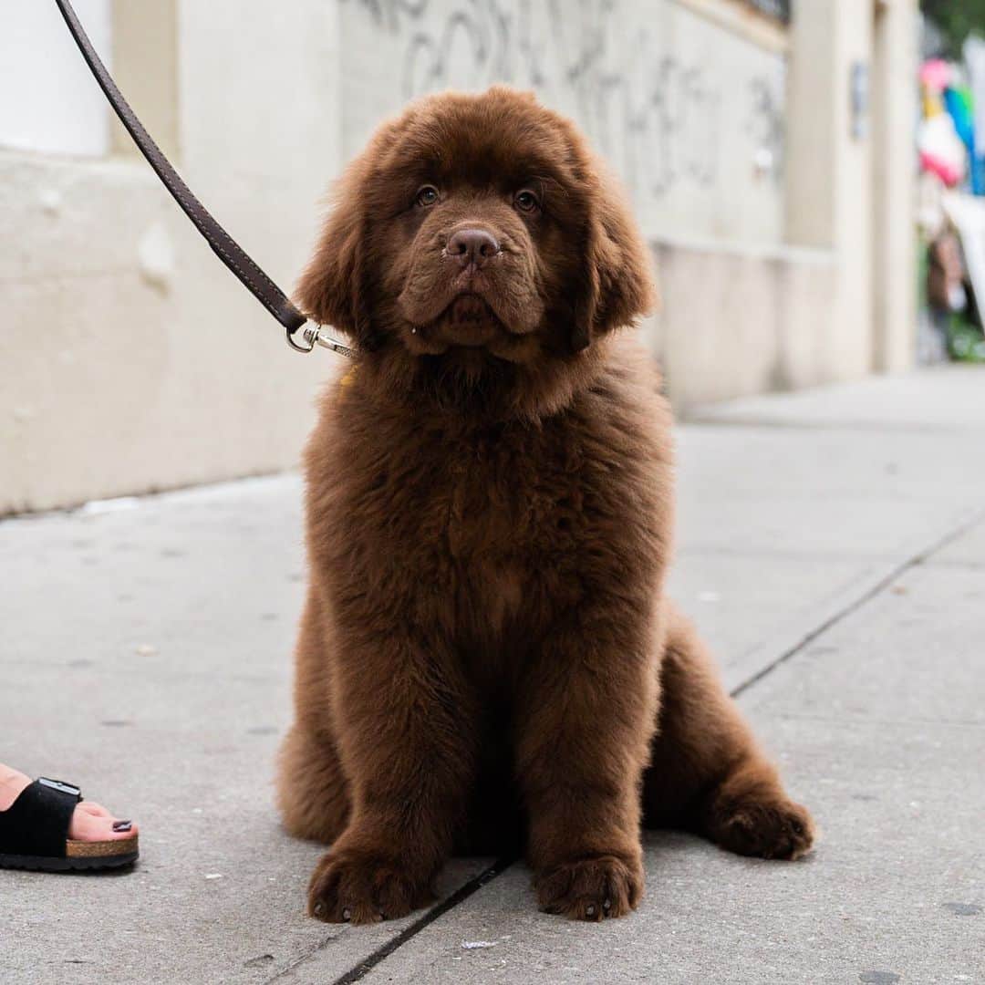 The Dogistさんのインスタグラム写真 - (The DogistInstagram)「Harrison Ford, Newfoundland (12 w/o), Bogart & Seigel St., Brooklyn, NY • “He loves Pure Barre. Whenever I do it he gets on the mat with me.” @harrison.ford.thedog」7月27日 5時19分 - thedogist