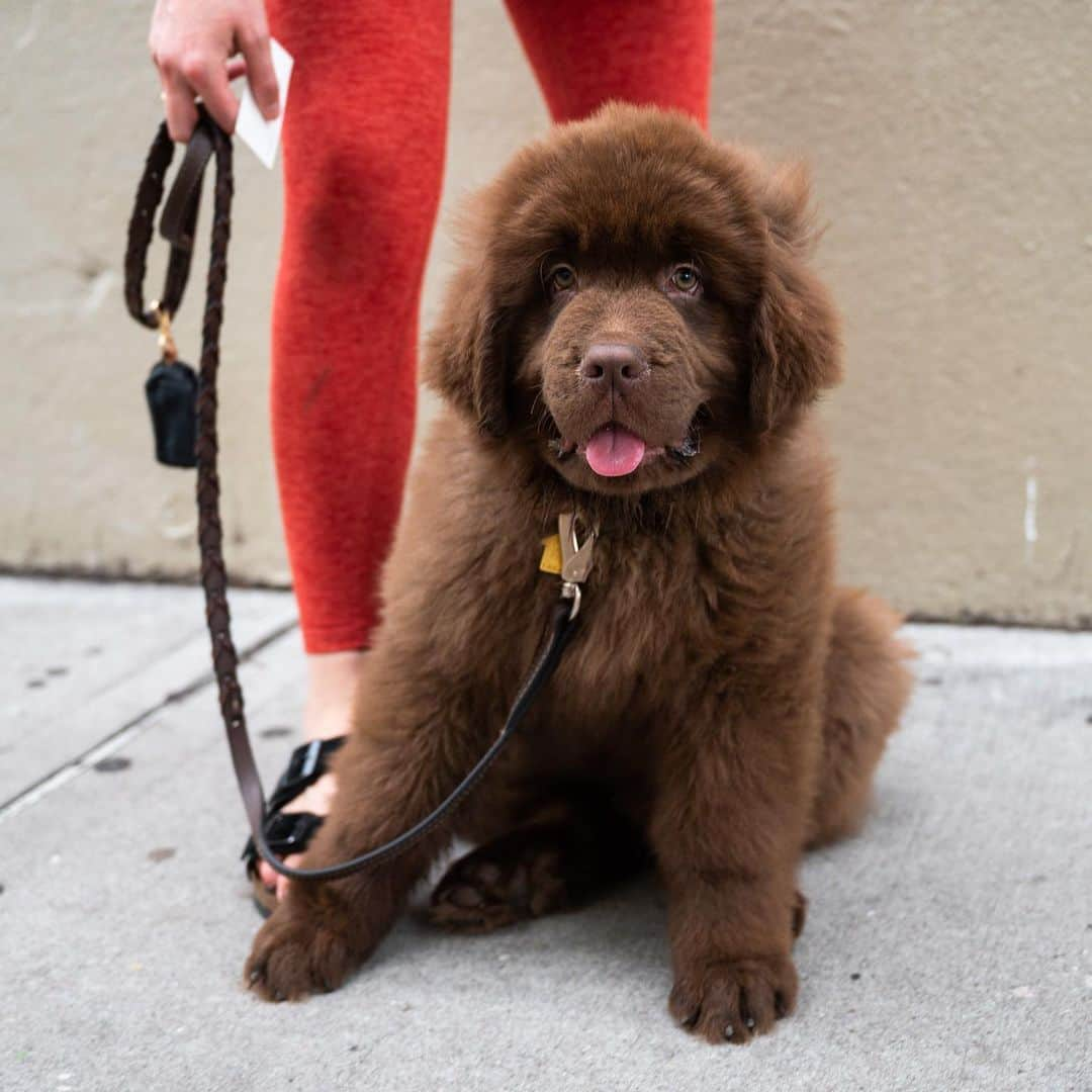 The Dogistさんのインスタグラム写真 - (The DogistInstagram)「Harrison Ford, Newfoundland (12 w/o), Bogart & Seigel St., Brooklyn, NY • “He loves Pure Barre. Whenever I do it he gets on the mat with me.” @harrison.ford.thedog」7月27日 5時19分 - thedogist