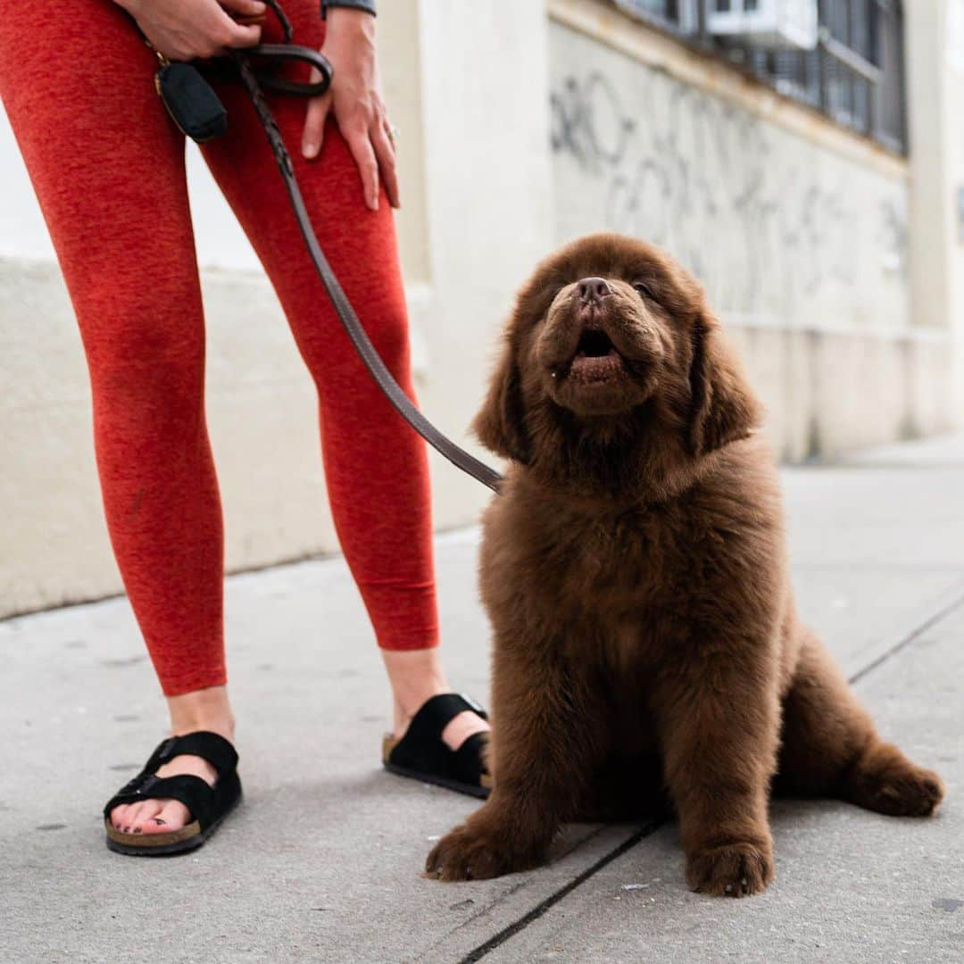 The Dogistさんのインスタグラム写真 - (The DogistInstagram)「Harrison Ford, Newfoundland (12 w/o), Bogart & Seigel St., Brooklyn, NY • “He loves Pure Barre. Whenever I do it he gets on the mat with me.” @harrison.ford.thedog」7月27日 5時19分 - thedogist