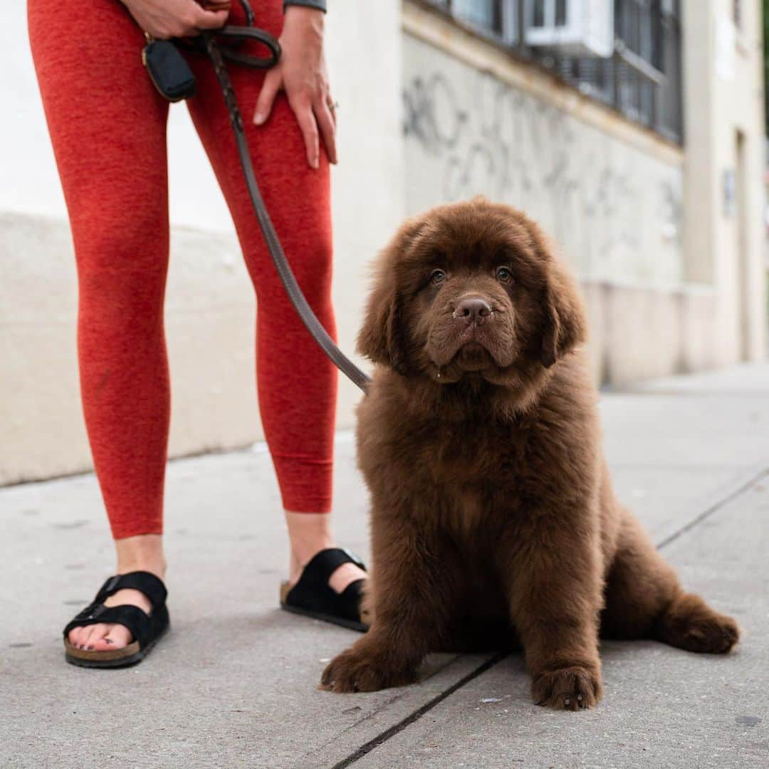 The Dogistさんのインスタグラム写真 - (The DogistInstagram)「Harrison Ford, Newfoundland (12 w/o), Bogart & Seigel St., Brooklyn, NY • “He loves Pure Barre. Whenever I do it he gets on the mat with me.” @harrison.ford.thedog」7月27日 5時19分 - thedogist