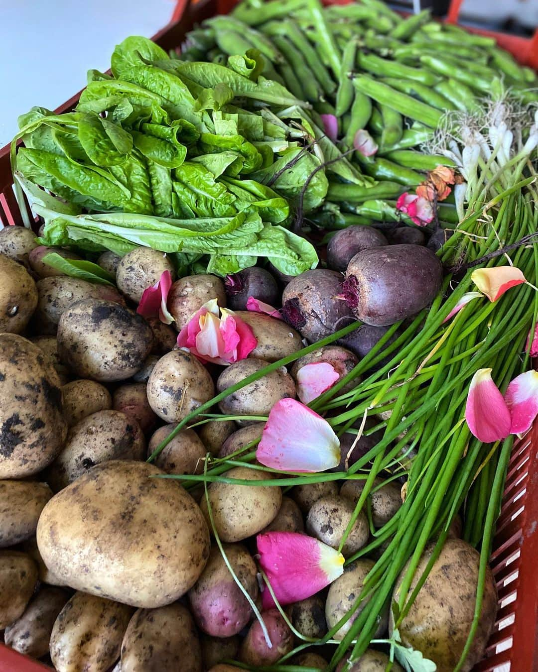 ヘレン・スケルトンさんのインスタグラム写真 - (ヘレン・スケルトンInstagram)「Well I thought the world would be back to normal by the time this came out of the ground ....... 🥬🌽🥕🥦 #growyourownfood #veg #lockdownproject」7月27日 5時47分 - helenskelton