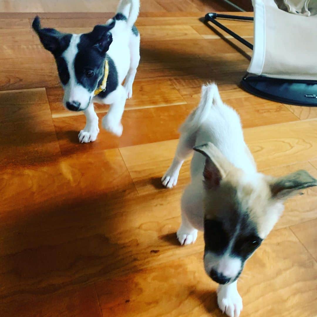 のインスタグラム：「やんちゃなパピーズに起こされる。 可愛いから許す。  #保護犬一時預かり #第二弾 #兄妹 #出来ればこのまま一緒に暮らしたいという #1/3の純情な感情」