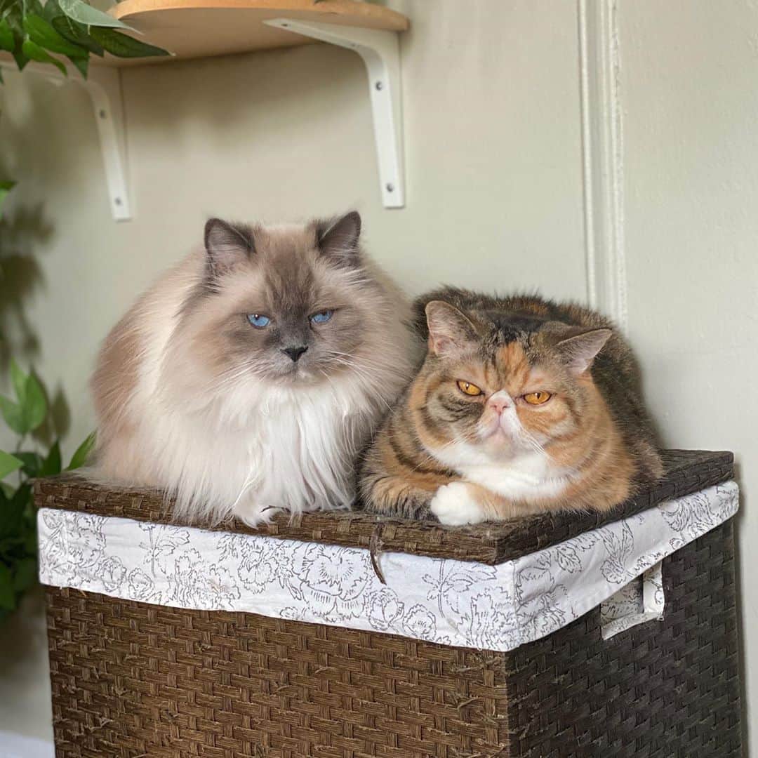 Tinaのインスタグラム：「George and Wheezy striking a moody pose. 😅」