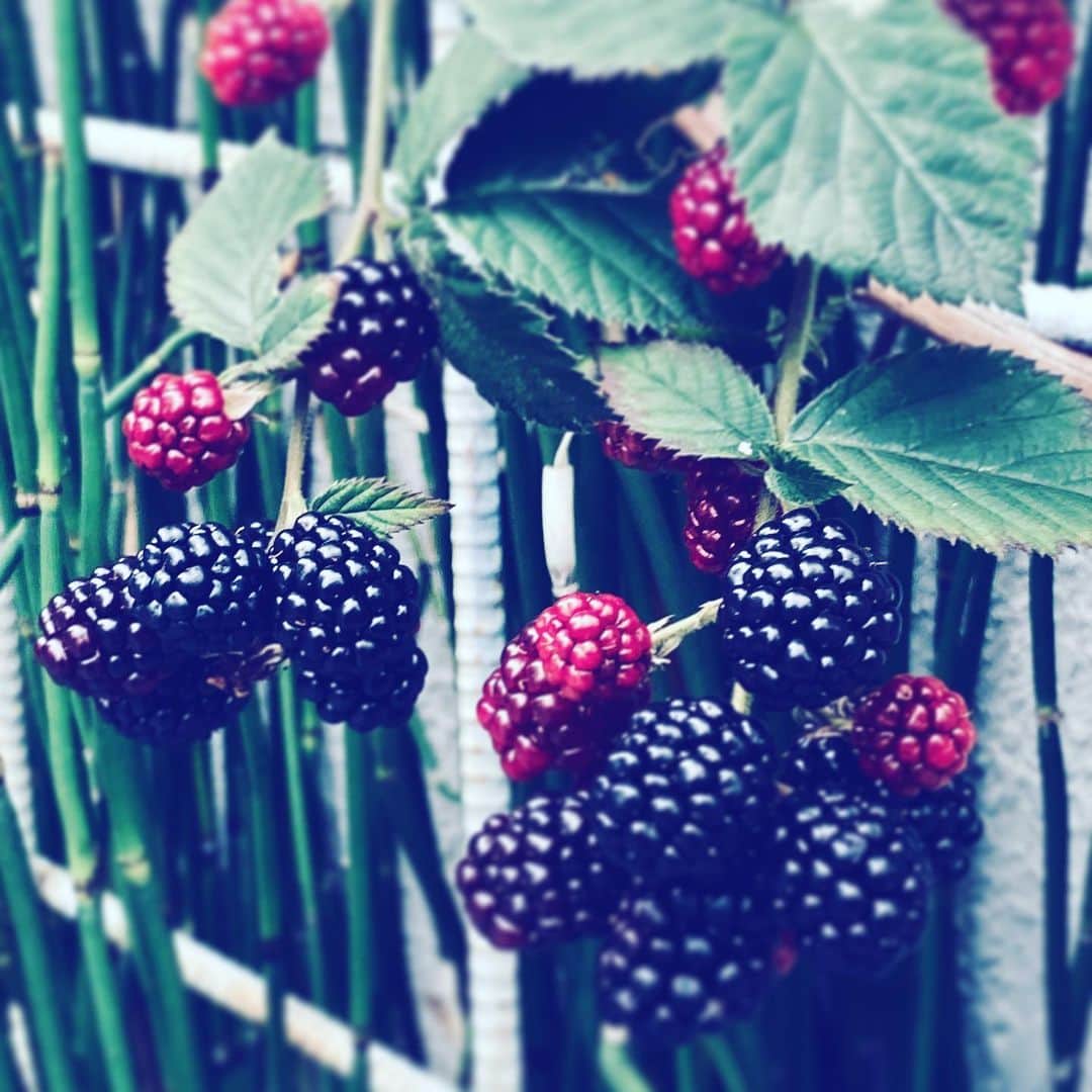 のインスタグラム：「#fruit #neighborhood #black #red #berries #hope」