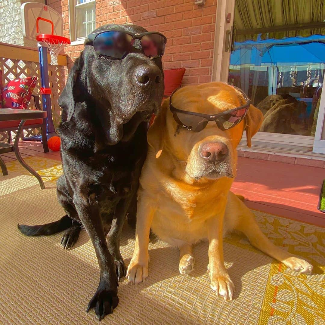 Jake And Gingerさんのインスタグラム写真 - (Jake And GingerInstagram)「chilling in the sun 😎 #lab #labsofinstagram #labradorretriever #glasses #spectacles #dogsofinstagram #dogs #dogstagram #dogsofinsta」7月27日 6時41分 - jake_n_ginger