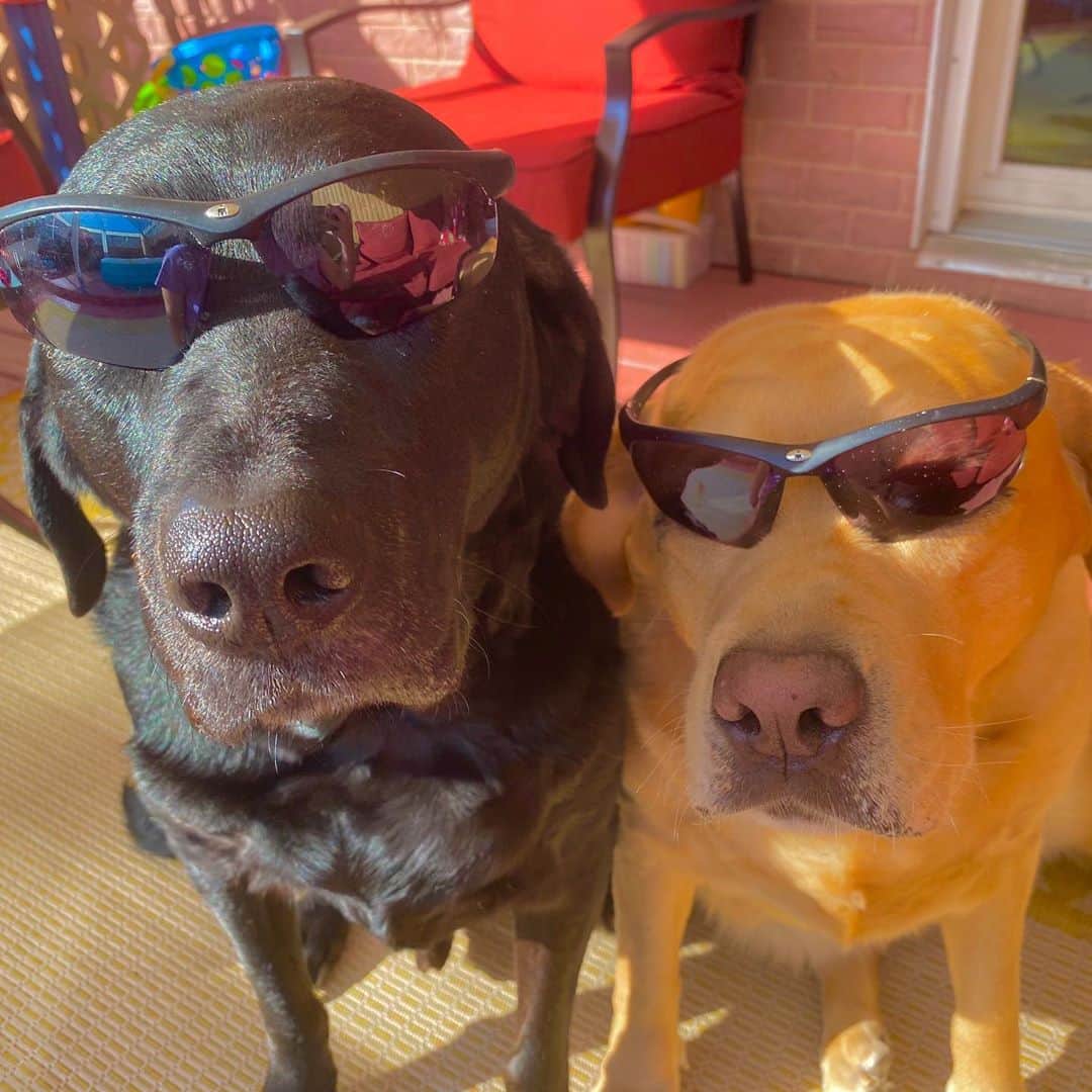 Jake And Gingerさんのインスタグラム写真 - (Jake And GingerInstagram)「chilling in the sun 😎 #lab #labsofinstagram #labradorretriever #glasses #spectacles #dogsofinstagram #dogs #dogstagram #dogsofinsta」7月27日 6時41分 - jake_n_ginger