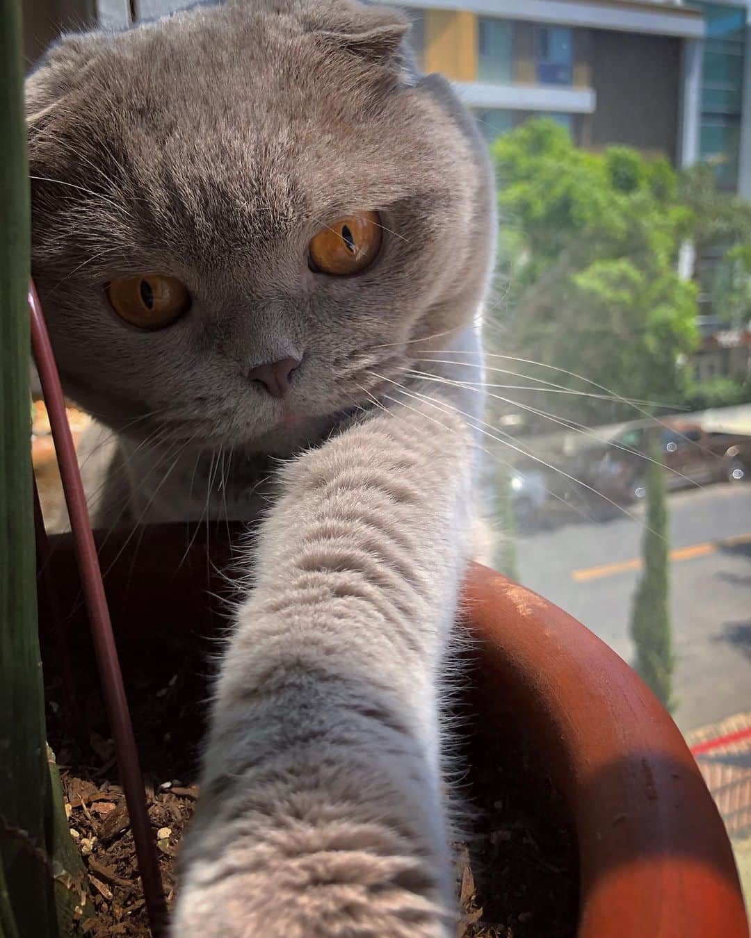 Millaさんのインスタグラム写真 - (MillaInstagram)「On my days off I enjoy planting in my vegetable garden! It provides a zen moment for me. 🥬🍅😹🥦🌽 Check our my latest blog STRESS IN CATS (LINK in BIO) 😺」7月27日 6時46分 - millathecat
