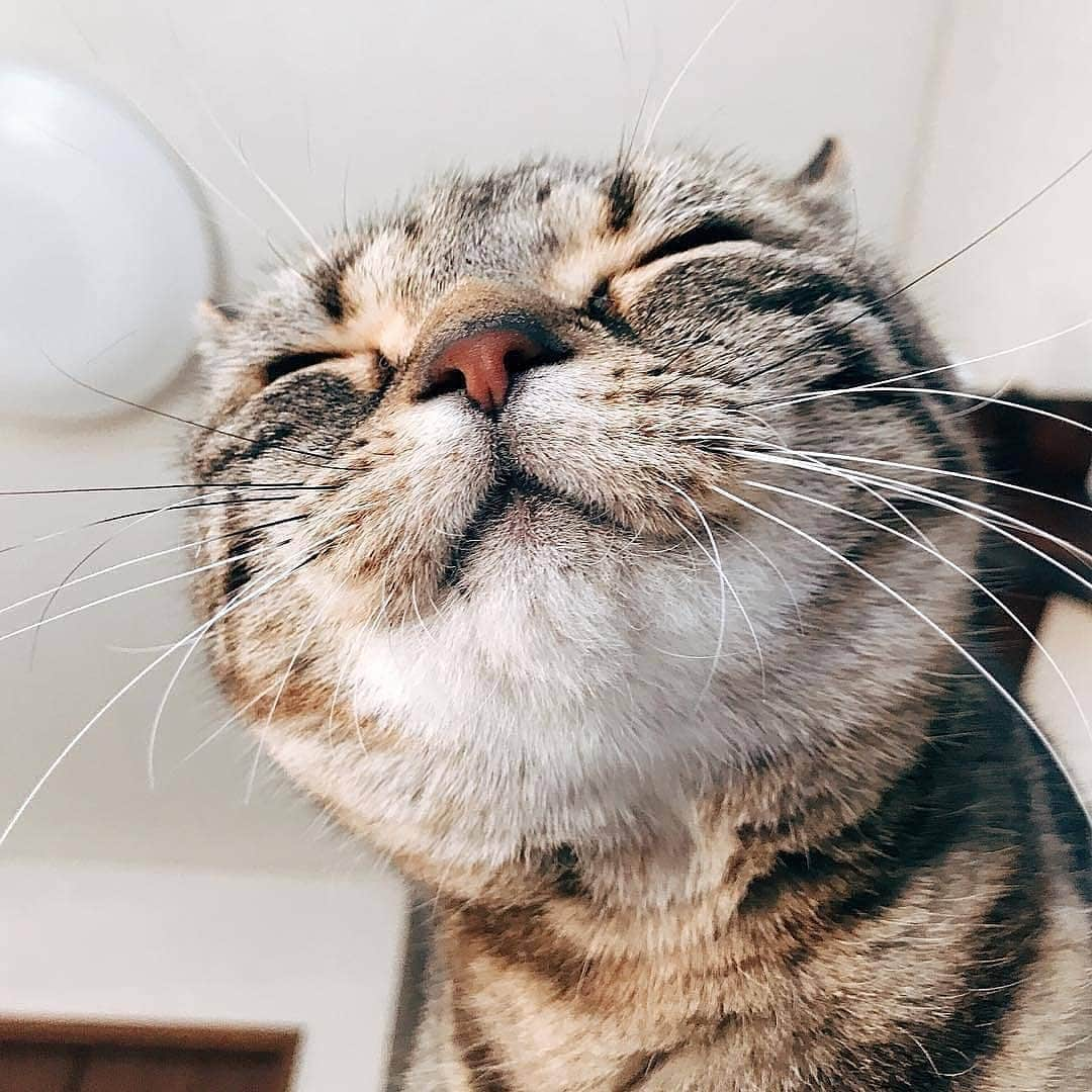 Cute Pets Dogs Catsさんのインスタグラム写真 - (Cute Pets Dogs CatsInstagram)「Adorable face 😻😊 📩 Submit your cat's photo to our contest email to be featured💕 ⠀⠀⠀⠀⠀⠀⠀⠀⠀ Notification ON 💙 #kittens_of_world and follow us to be featured 😸 From: @sanchelove  #chat #neko #gato #gatto #meow #kawaii #nature #pet #animal #instacat #instapet #mycat #catlover #cats #catofinstagram #catoftheday #catlover #catsagram #catlovers #cat_features #catlady #catlife #catlove #catsgram #cutecat」7月27日 7時04分 - dailycatclub