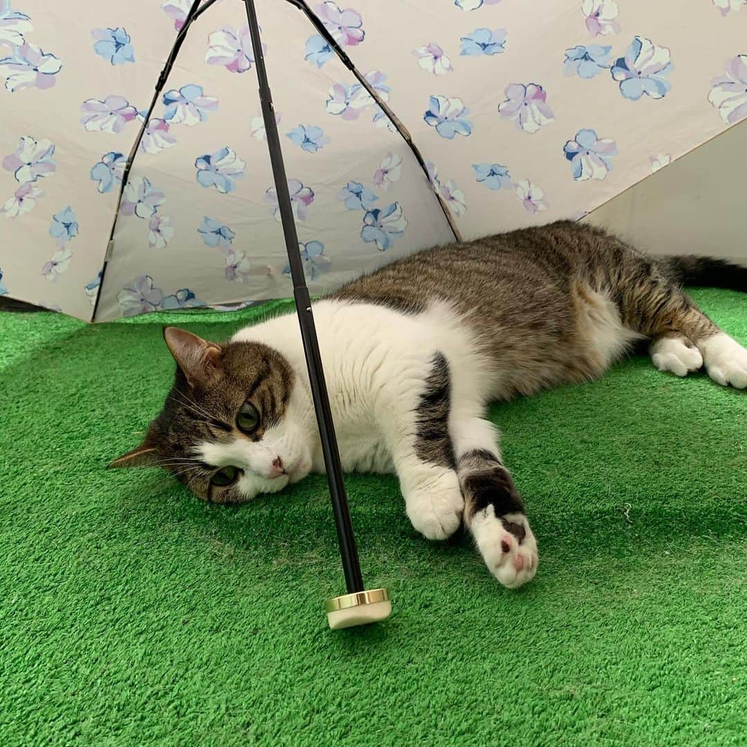 kokomamaのインスタグラム：「ハルが傘の下で雨宿り！風流でしょ！  #猫 #にやんすたぐらむ #マンチカン#コロナに負けるな」