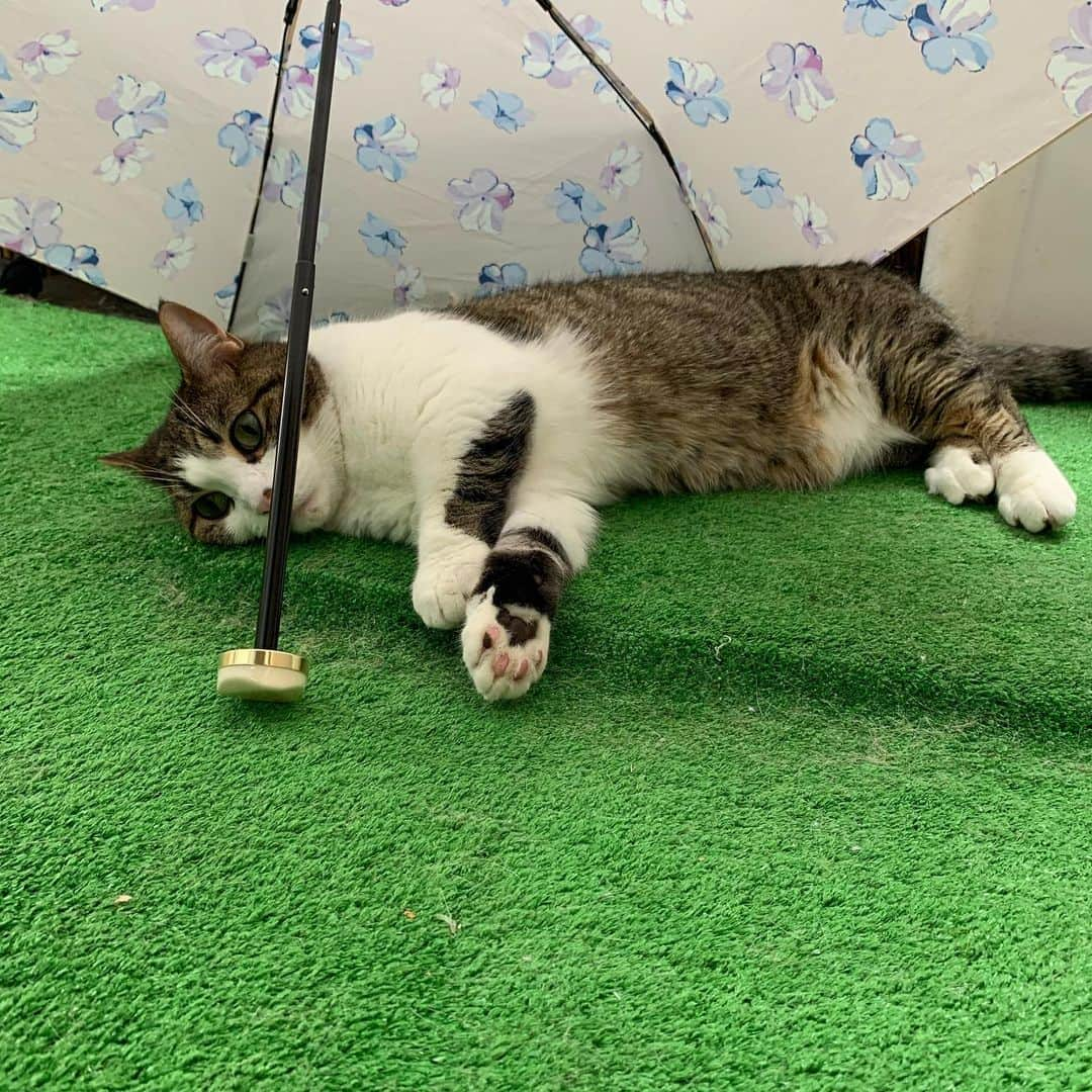 kokomamaさんのインスタグラム写真 - (kokomamaInstagram)「ハルが傘の下で雨宿り！風流でしょ！  #猫 #にやんすたぐらむ #マンチカン#コロナに負けるな」7月27日 7時04分 - koko_haru_papa