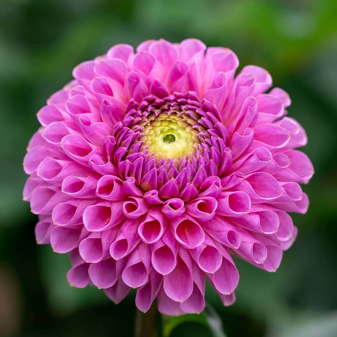 mani022400のインスタグラム：「. 27 Jul. 2020 ． . Good morning🌸🌺🌹✨ . . location:Tokyo camera:a7r3 lens:Sony135GM  . . 🌺🌺🌺🌷🌷🌷🌹🌹🌹🌸🌸🌸 ご訪問ありがとうございます🙇 . お花以外の写真は サブアカウントにポストしています。 良かったら、覗いてください🙇🙇 ⬇️⬇️⬇️ @mani0224000   . 🌺🌺🌺🌷🌷🌷🌹🌹🌹🌸🌸🌸 . . . . . 🔷🔷🔷🔷🔷🔷🔷🔷🔷 discoverwithalpha ﻿ japan_ilc﻿  a7rm3 ﻿ sel135f18gm  sel55f18z  #カメラ好きな人と繋がりたい  #flower  #花 #flowers   #写真好きな人と繋がりたい love_bestjapan  serahana #ファインダー越しの私の世界    #花のある暮らし  #bns_lite #eclecticshow #explore_floral . #9vaga9  9Vaga_Rose9  9vaga_3flowers9  #floristsandflowers #ip_for_blossoms_vip  #fabulous_shots ig_flowers #ponyfony_flowers #meiko_flora_member meiko_roses  #myheartinshots #la_flowers #rainbow_petals #top_favourite_flowers  #quintaflower #inspiring_shot #phx_flowers dreaming_in_macro #j_flower_shots flower_special_legend　nature_special_legend  #ind_flowers #tv_flowers　　 #best_mmf_vipday  #best_beauty_flora_  9vaga_flowersart9 #ptk_flowers #fleur_noblesse_m  .」