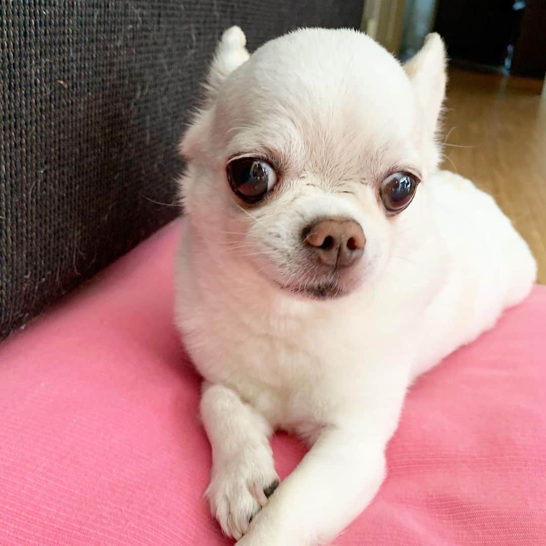 KORIKIのインスタグラム：「おはようございます♪ * #dogofsapporo #dog, #dogs, #dogstagram,#chihuahua,#犬バカ部,#チワワ,#koriki, #hanadog #白スムチ連合会, #スムチー,  #dogofthedayjp, #dogoftheday  #ilovemydog #instadog #instapet #WhiteChihuahua  #吉娃娃 #치와와  #dogsofinstagram #Chihuahualover  #ชิวาวา #チワワの輪 #barkbox #WhiteChihuahuaParty #もふもふモフモフ」