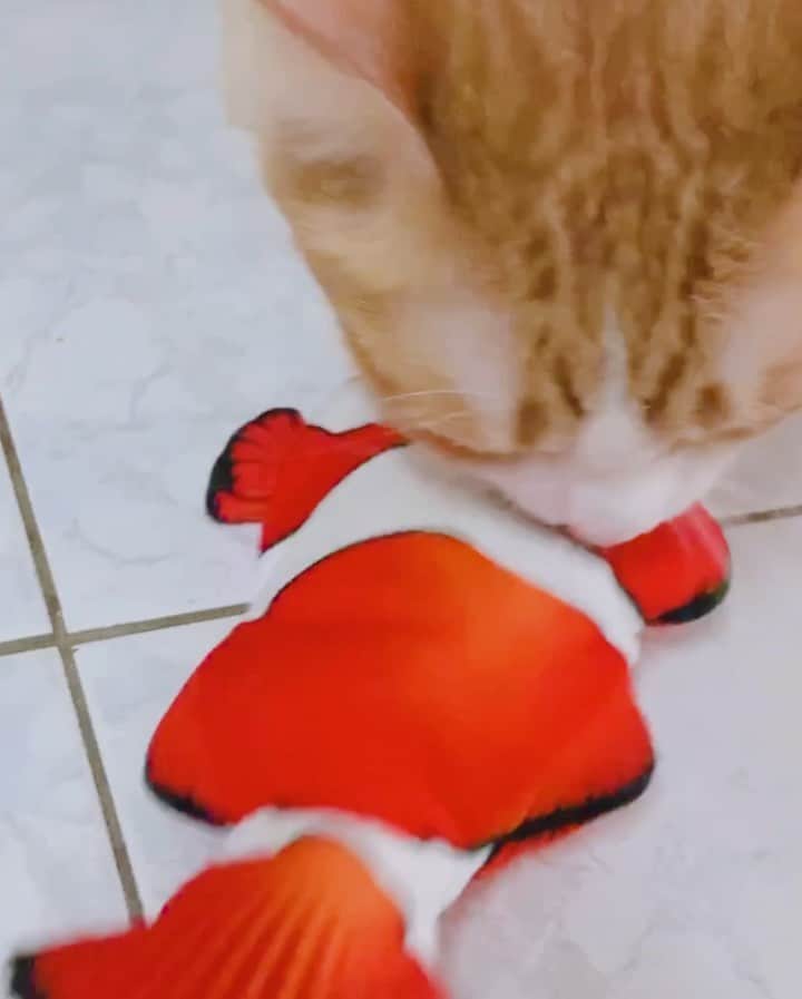 tamatamagoのインスタグラム