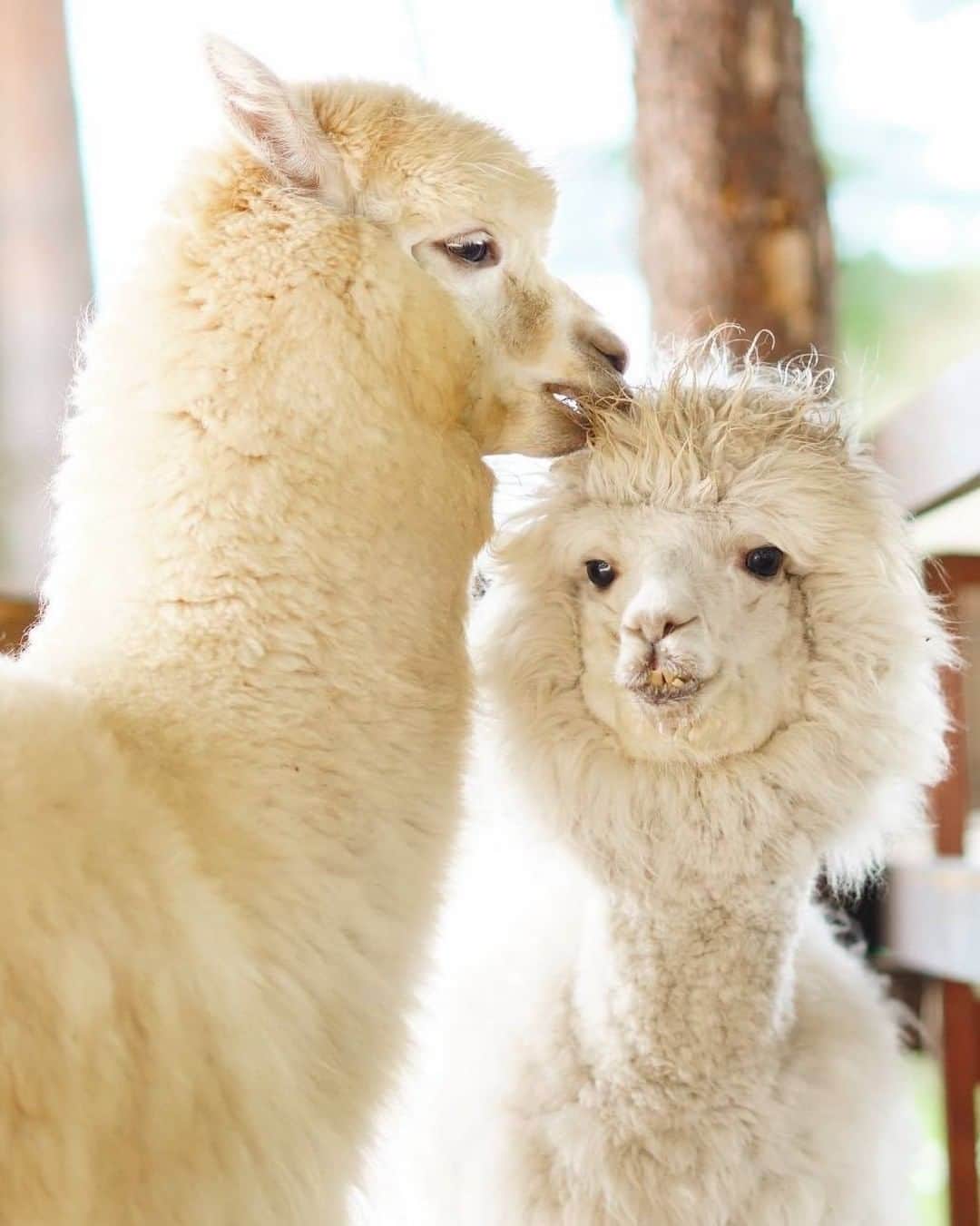 ?長野県 観光 公式インスタグラム のグルメインスタ