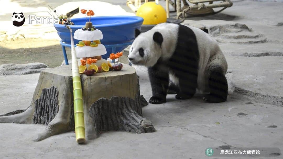 iPandaさんのインスタグラム写真 - (iPandaInstagram)「I am panda You You, who lives in northeast China's Heilongjiang Province. People living here like kebabs a lot and nannies offer me fruit and vegetable kebabs at my 12th birthday party. Yummy! 🐼 🐾 🐼 #panda #ipanda #animal #pet #adorable #China #travel #pandababy #cute #photooftheday #Sichuan #cutepanda #animalphotography #cuteness #cutenessoverload」7月27日 17時30分 - ipandachannel