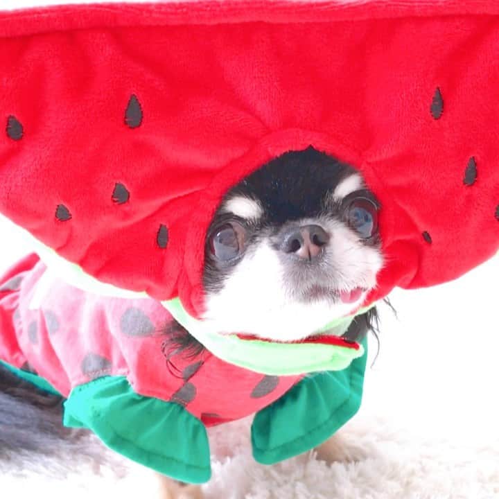 kayoのインスタグラム：「* * * スイカの日🍉 スイカちゃん動画🍉🍉 * * なんで7月27日が スイカの日なん？🤔 と、思ったので調べました💡 * * スイカの模様が綱に見えるから 夏の綱→7.2.7 だそうです😁🍉 * * ん？みんな知ってた？ はじめて知った😂 * * Melon💗🍉 * * #スイカの日 #watermelon * #chihuahua#chihuahualove#dogstgram#dog#instadog#チワワ#チワワ大好き#チワワのいる暮らし * *」