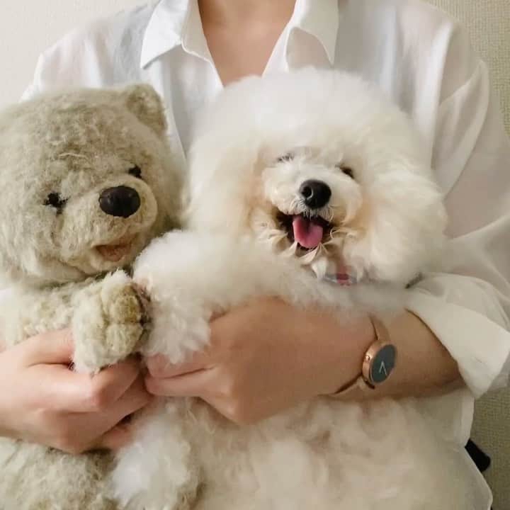 のインスタグラム：「. . ふくちゃん🐻とアーニー🐶の 手の触り心地は同じ。 . . . @mavenjapan  さんの シンプルで素敵な時計⌚️✨ . 10%オフクーポン👉erniegu . . #mavenwatches  #マベン #マベンウォッチズ  #腕時計#時計#手元倶楽部  . . .」