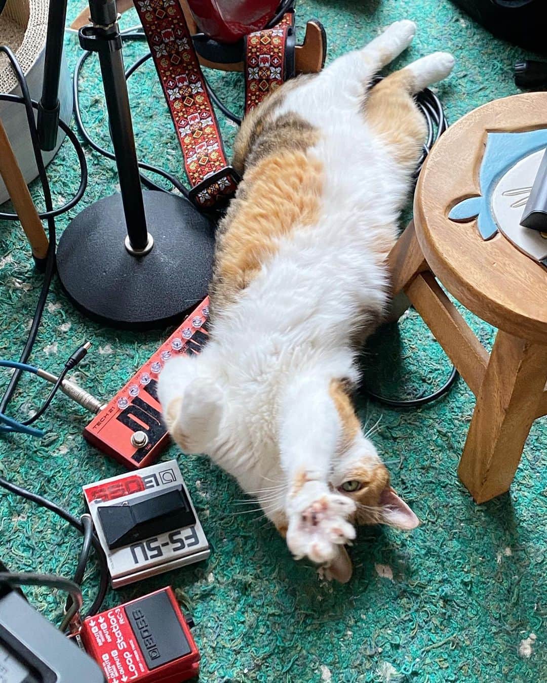 山田稔明さんのインスタグラム写真 - (山田稔明Instagram)「一昨日のライブ時のまま撤収されていないメインステージで寝るチミちゃん。なんでそんな散らかってるところで…。 #ポチ実 #三毛猫」7月27日 17時49分 - toshiakiyamada