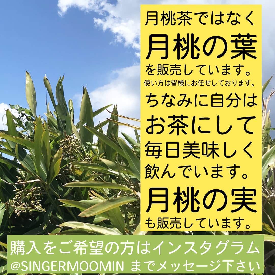 MOOMINさんのインスタグラム写真 - (MOOMINInstagram)「月桃茶ではなく 月桃の葉 を販売しています。 使い方は皆様にお任せしております。 ちなみに自分は お茶にして 毎日美味しく 飲んでいます。 月桃の実 も販売しています。  月桃の葉　100g  3000円 (税、送料込) 月桃の実　200g 4000円(税、送料込)  購入ご希望の方はインスタグラム ＠singermoomin  までメッセージ下さい よろしくお願いします。  #月桃 #沖縄 #ポリフェノールワインの34倍  #抗酸化作用 #お茶 #料理 #虫除け #他にも色々」7月27日 17時56分 - singermoomin