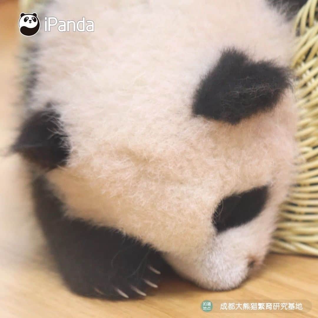 iPandaのインスタグラム