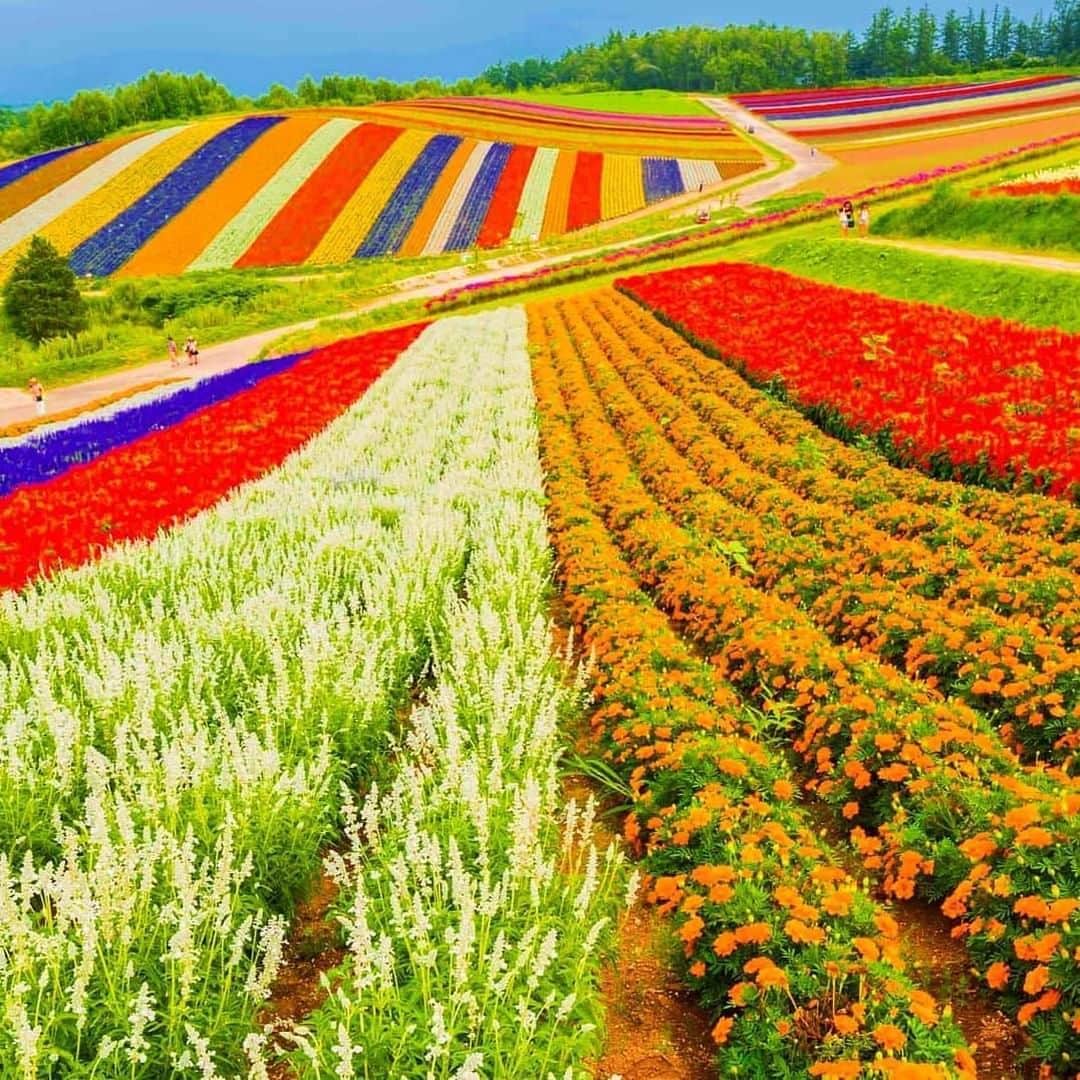 エイチ・アイ・エスのインスタグラム：「日本の写真で虹を作ろう🌈 本日は #日本の虹色のセカイ より虹色のお写真をご紹介🌈 . 『四季彩の丘』 北海道美瑛に広がる絶景スポット「四季彩の丘」。  富良野・美瑛にある花畑の中でも規模が大きく、北海道らしい風景が楽しめます。  夏の時期はカラフルな花が丘一面に咲き誇り、虹色の花畑を見ることができるのでオススメですよ！ . 📍 北海道「四季彩の丘」 📷 @kam_kam_2020 < Thank you! . . ―― [NEW] 記事UP―― 今までご紹介したお写真を使わせて頂き、「色で探す日本の観光スポット①」記事を、弊社メディア「Like the World」にUPしました✨ https://magazine.his-j.com/ . 見たい景色を探して、“おうちで”世界を楽しもう♪ #次はどこに行こうかな . . #北海道 #北海道旅行 #北海道観光 #四季彩の丘 #美瑛 #富良野 #amazingview #おうち旅行 #写真好きな人と繋がりたい #ファインダー越しの私の世界 #誰かに見せたい風景 #絶景 #旅行 #世界遺産 #死ぬまでに行きたい世界の絶景 #instatravel #instapassport #instatraveling #travelgram #lovetravel #traveljapan #lovers_nippon #japan #photooftheday #japantrip #japantravel #japan」